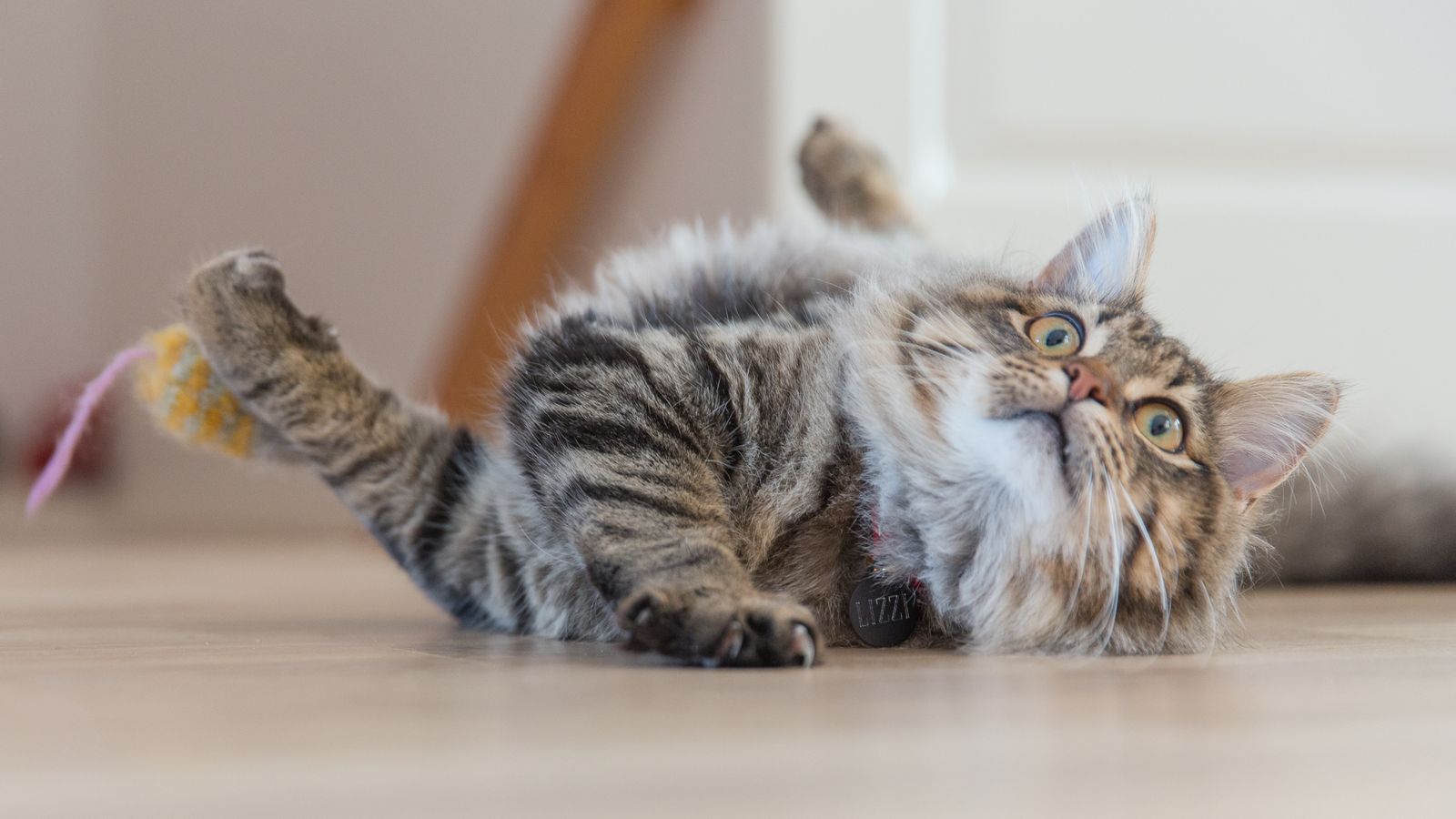 Two young kittens playing together on a wooden floor indoors