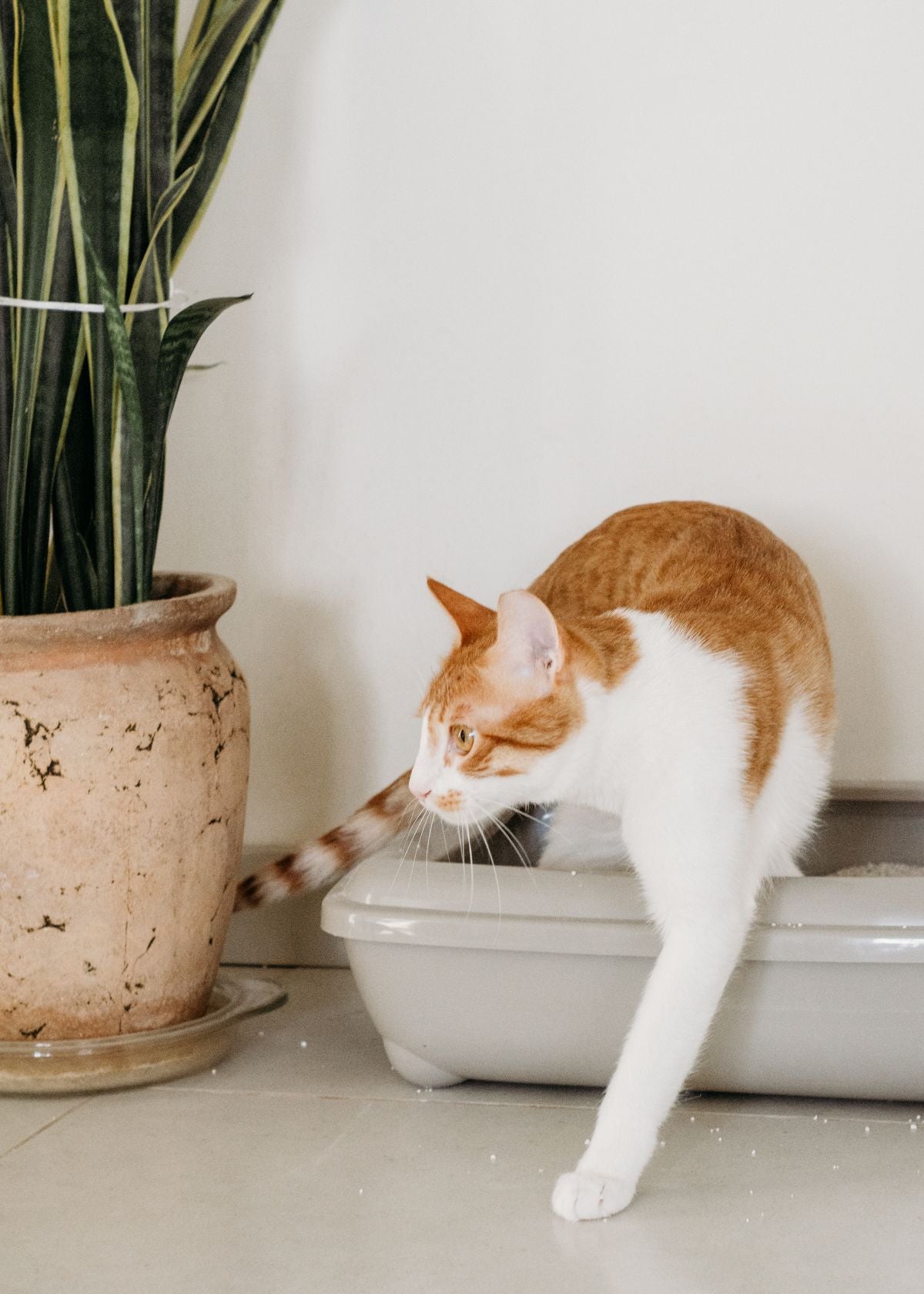 A cat beside its litter box at home