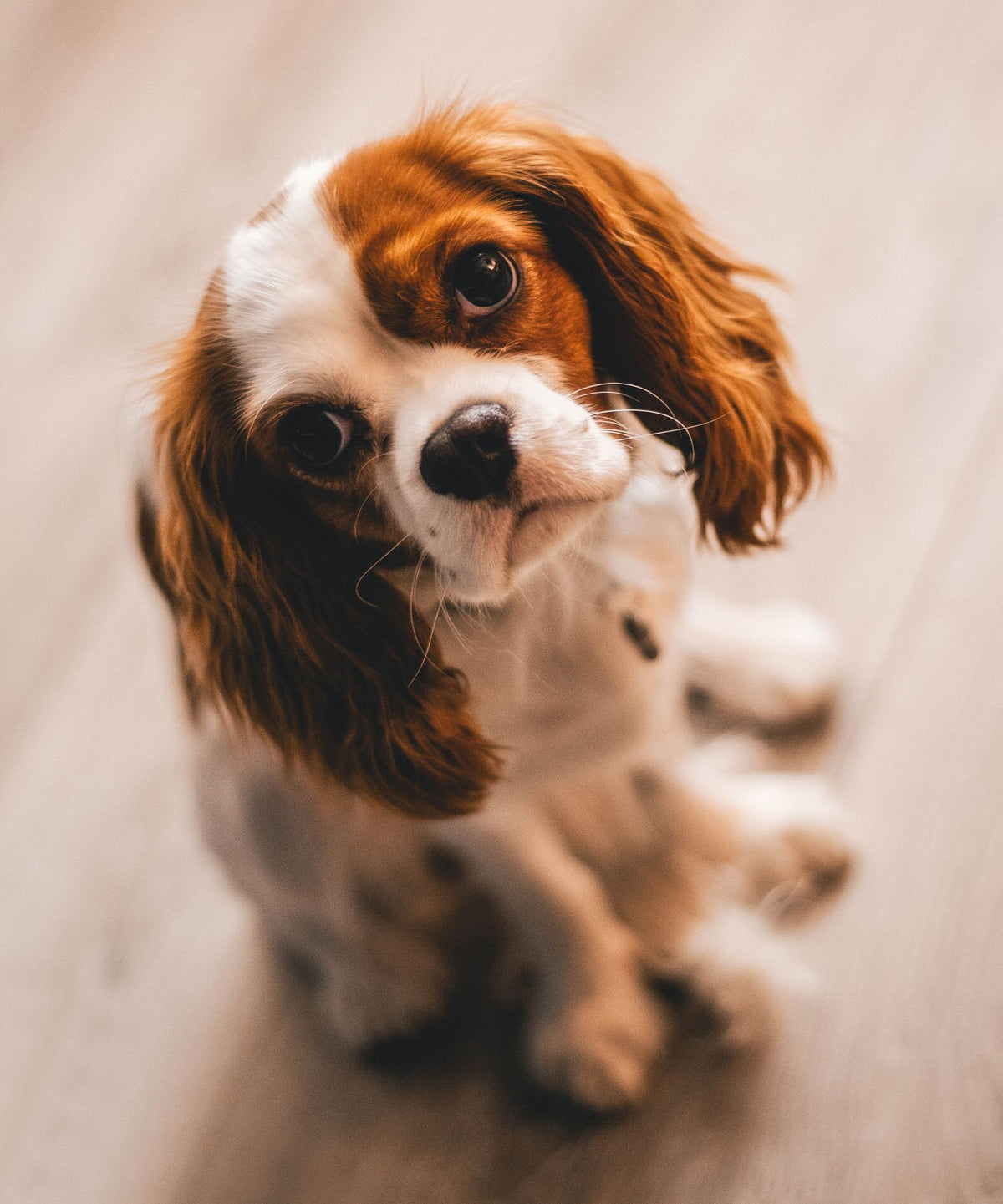 Cavalier King Charles spaniel dog lying comfortably and looking up at the camera