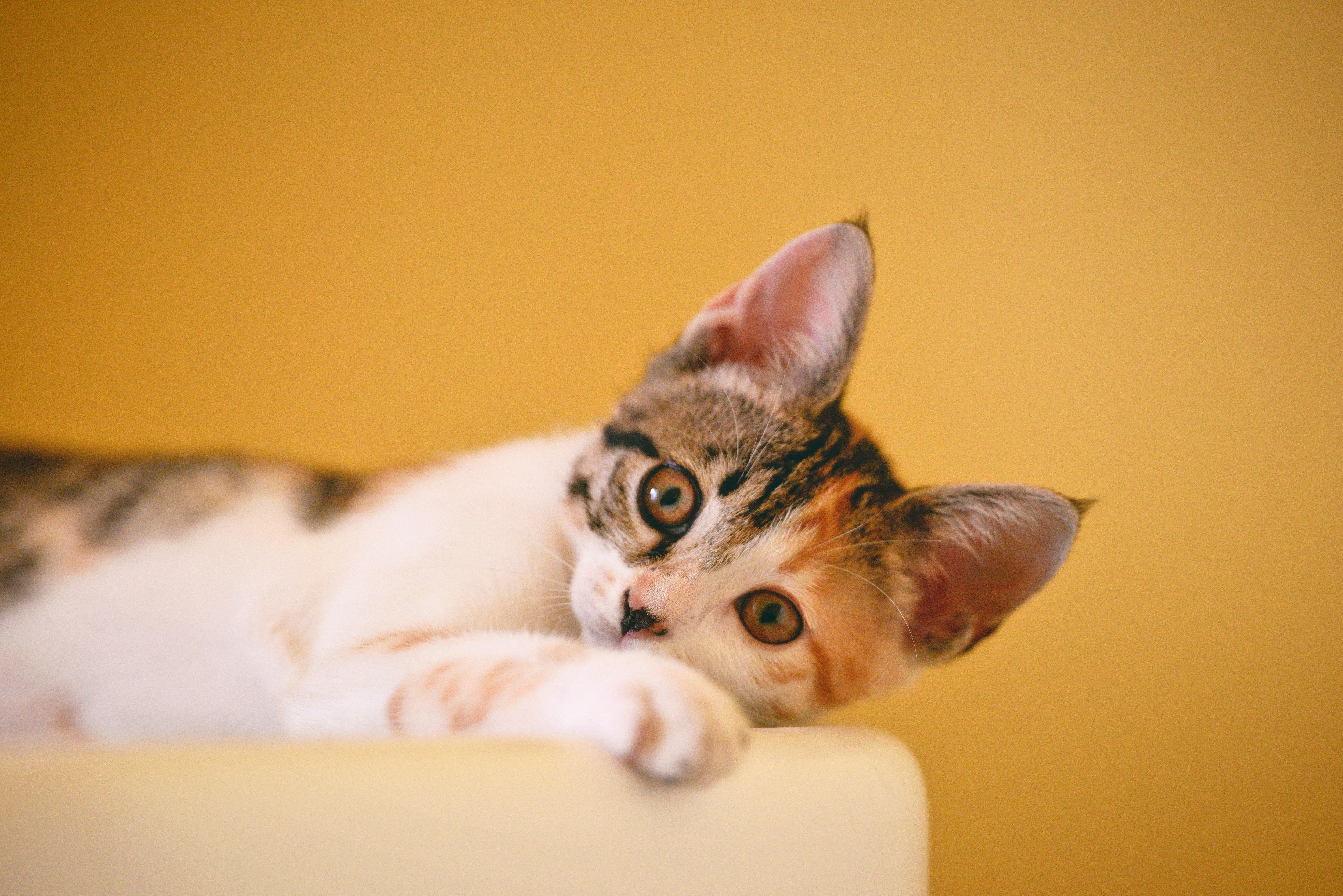 Curious kitten lying comfortably on a couch