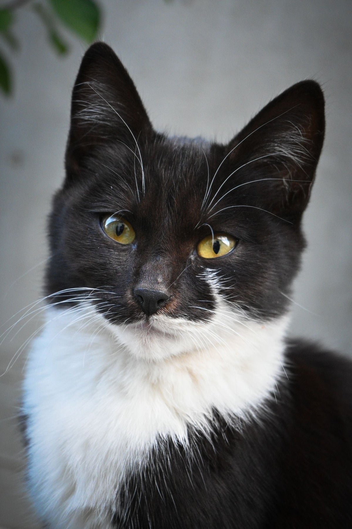 A black and white bicolor cat photographed close up looking directly at the camera