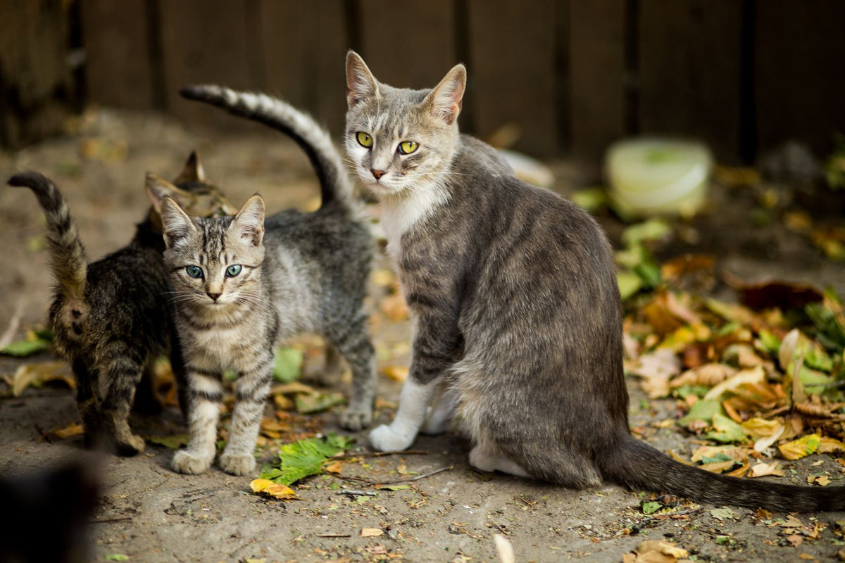 Tabby cats standing close together outdoors, showing the relaxed proximity that successful cat introductions aim for