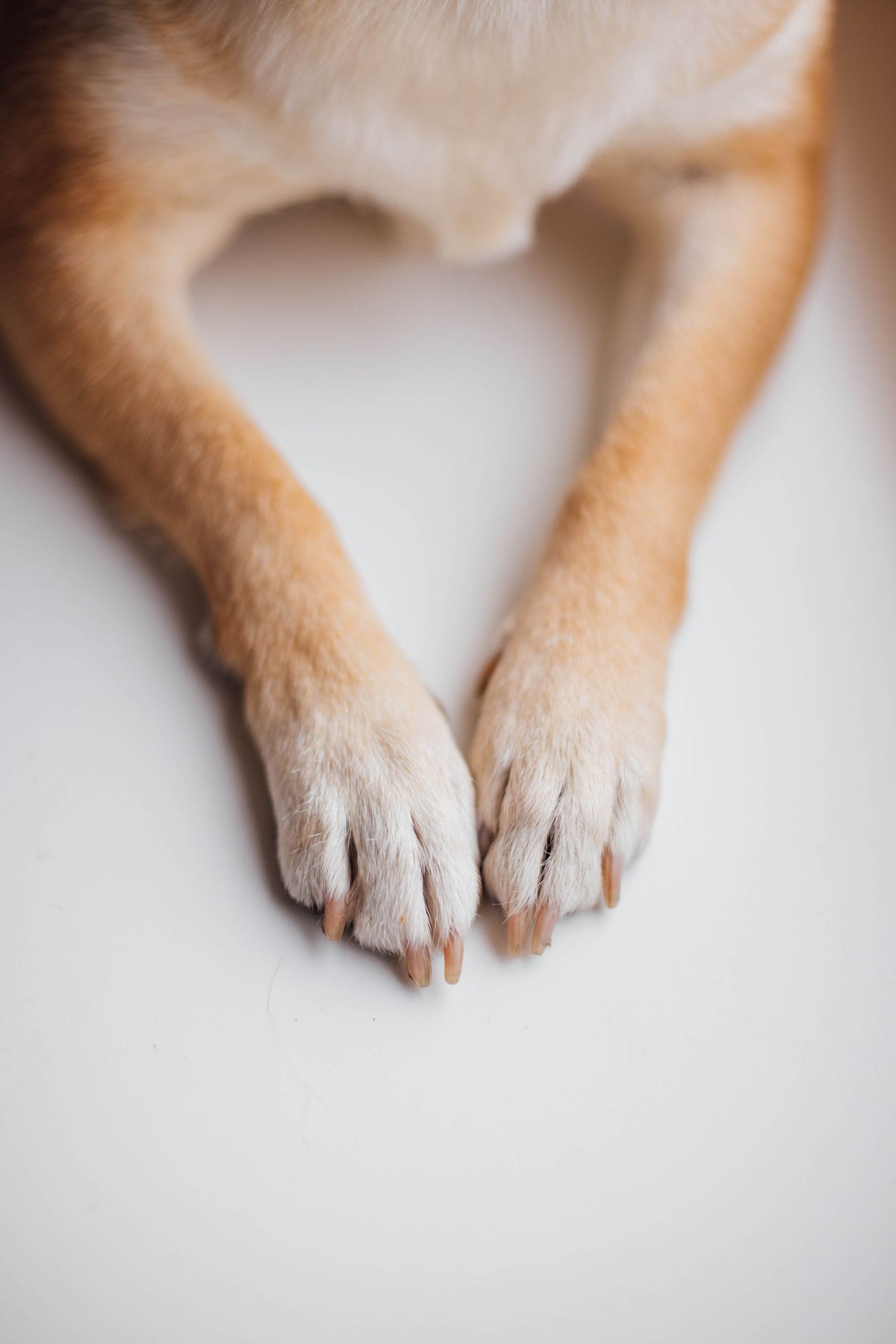 Close-up of a golden dog's front paws resting side by side on a white surface