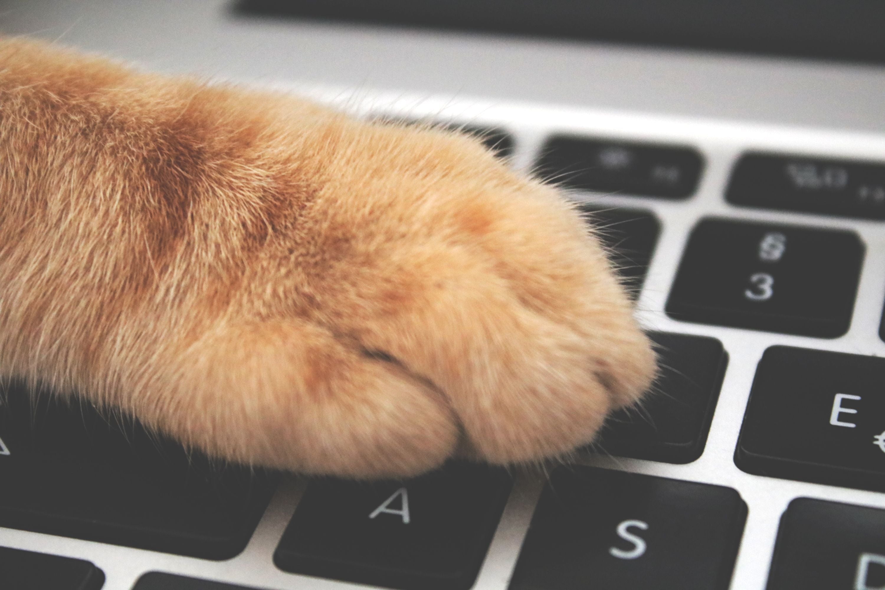 Orange cat paw reaching onto a laptop keyboard