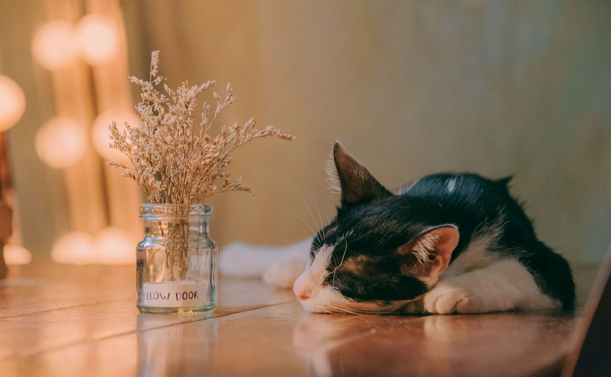 A black and white cat lying quietly on a wooden table beside a small vase of dried flowers