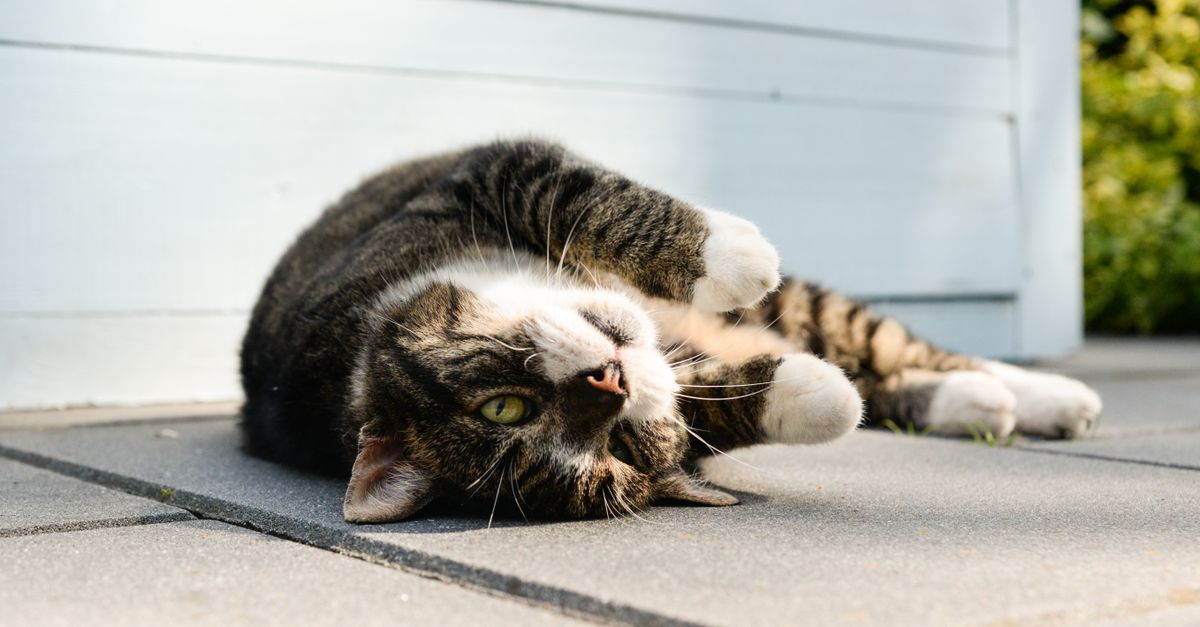 Calm tabby cat resting in sunlight, illustrating supportive home care for a pet with a seizure disorder