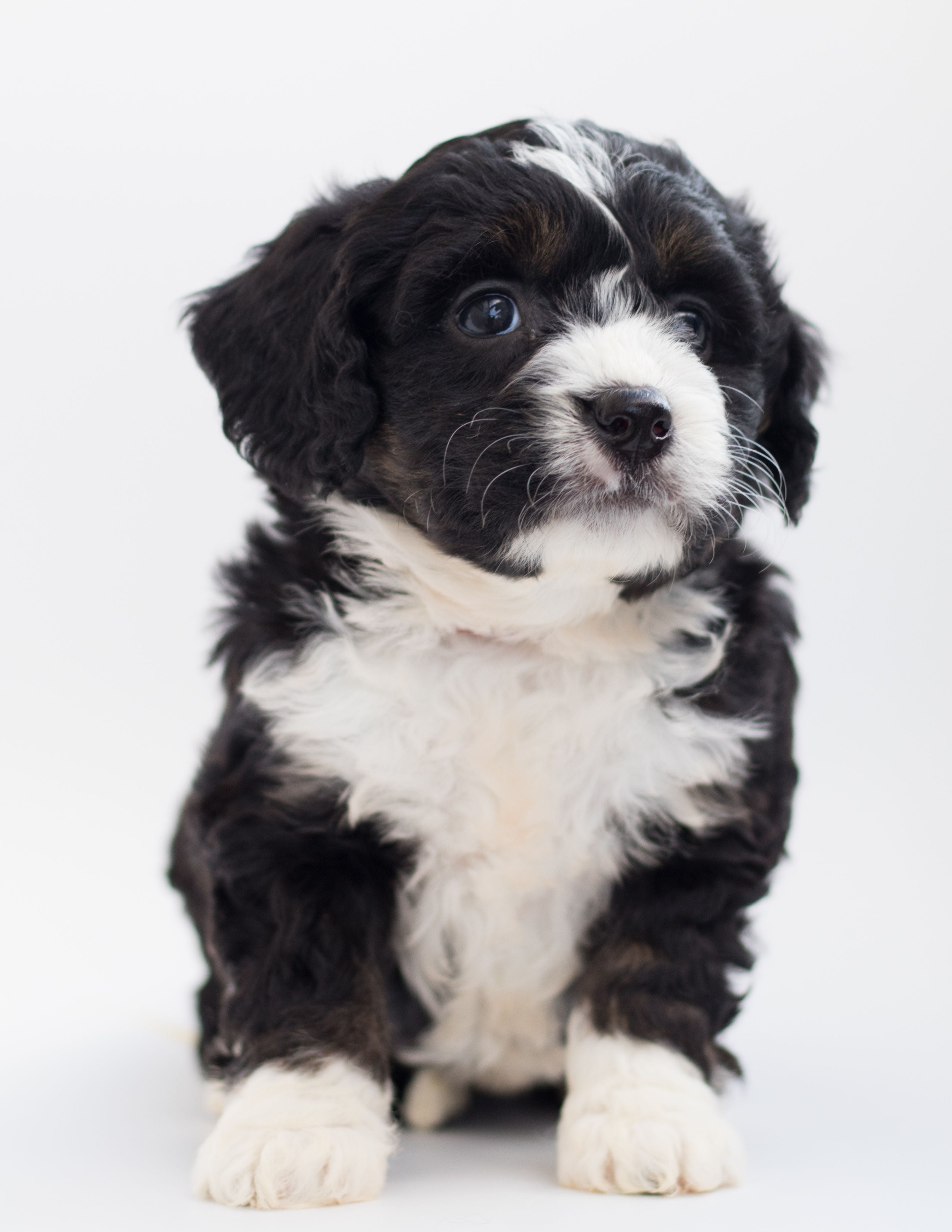 A white puppy with a light-colored face, where tear stains are most visible