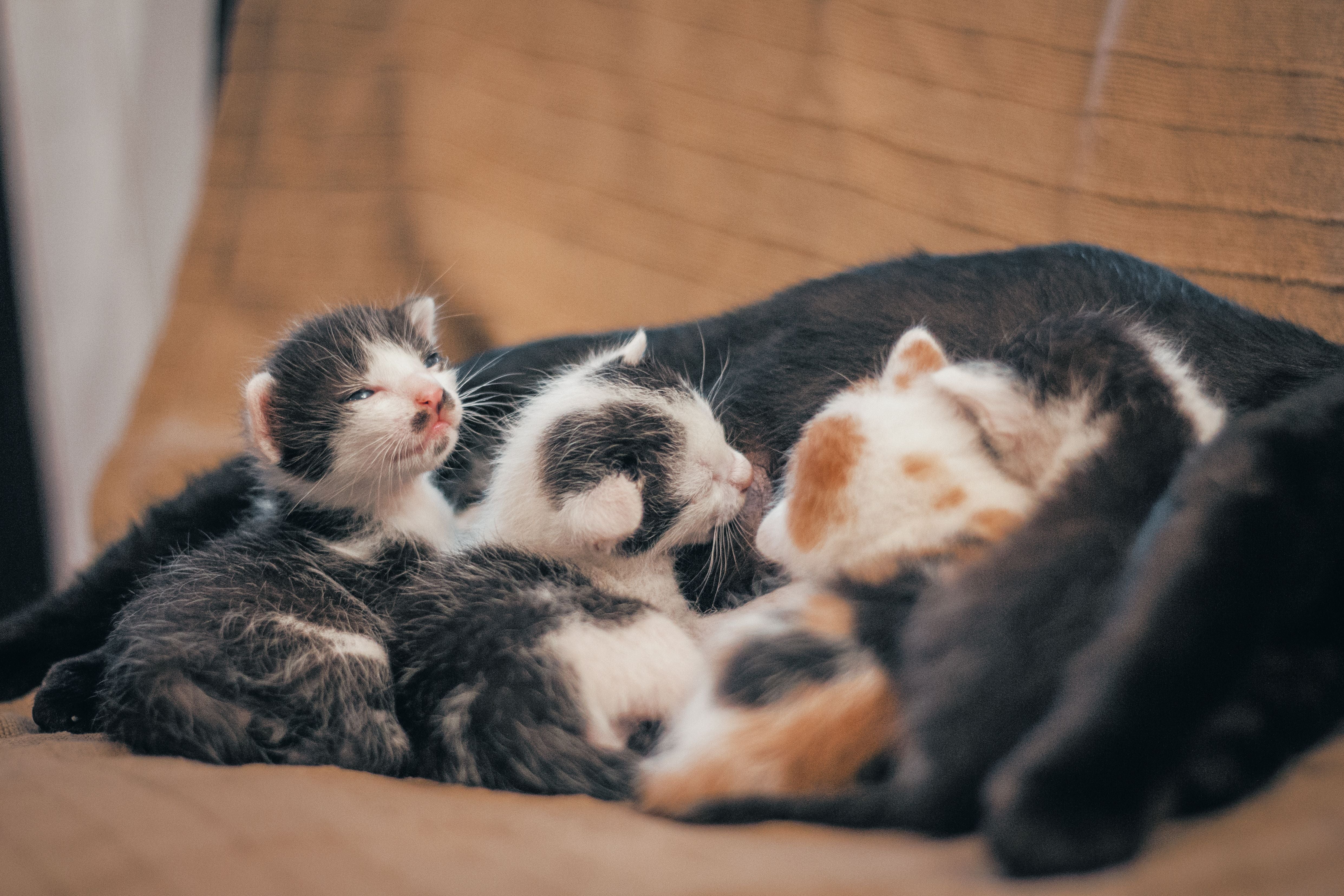 Newborn kittens nestled together, illustrating neonatal pet care