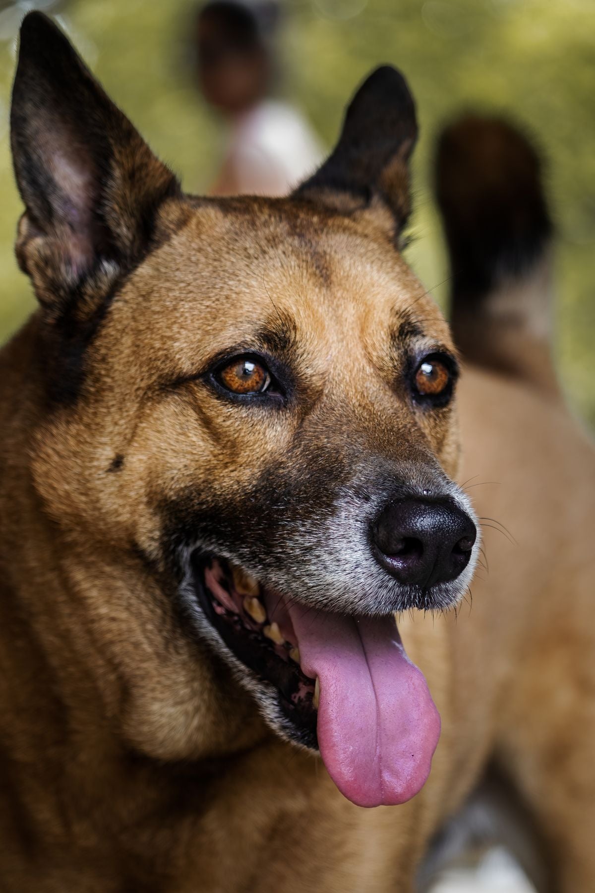 Close-up of a friendly dog with its mouth open, illustrating pet dental and oral health care