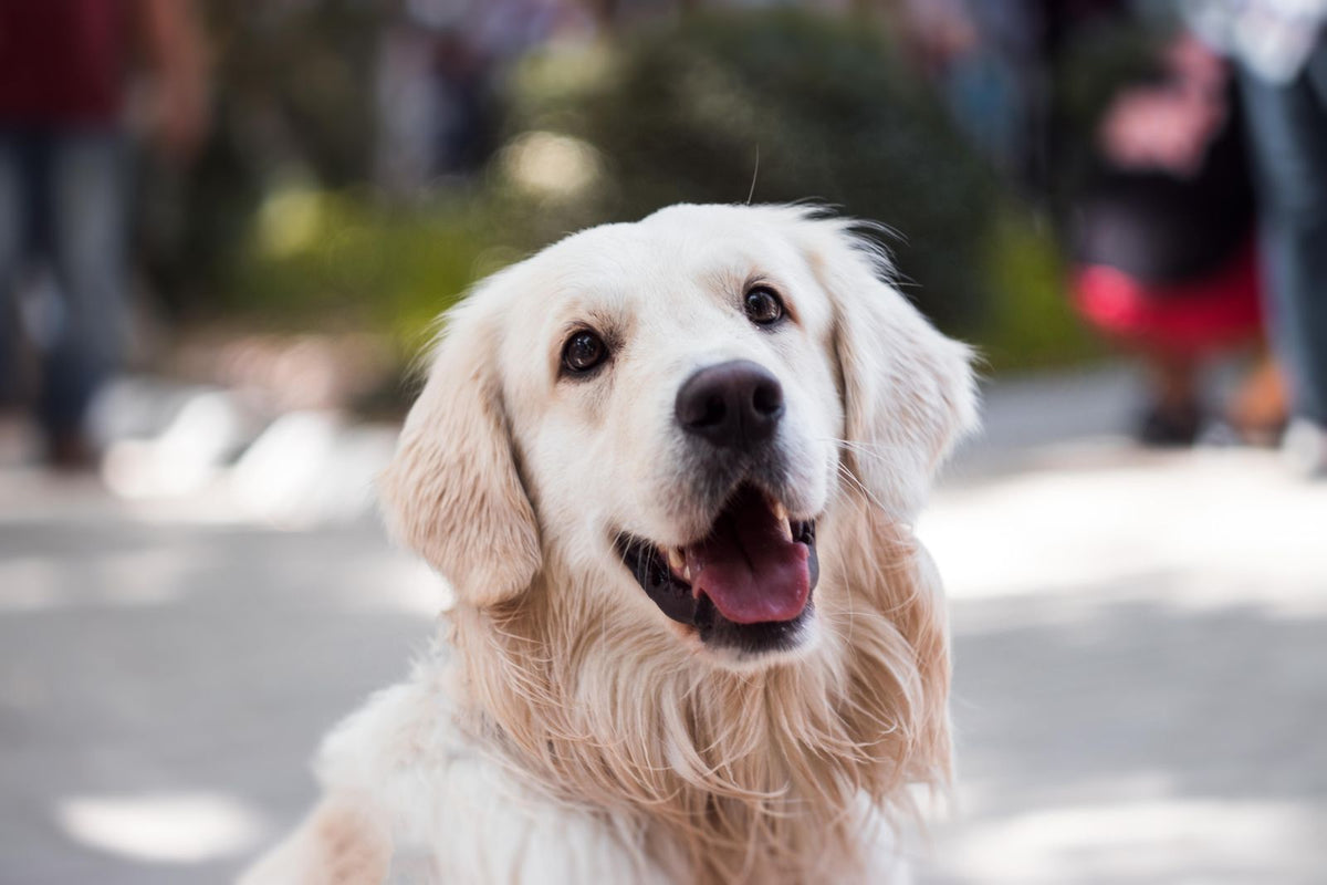 Happy golden retriever dog outdoors, representing mobility support for dogs with degenerative myelopathy