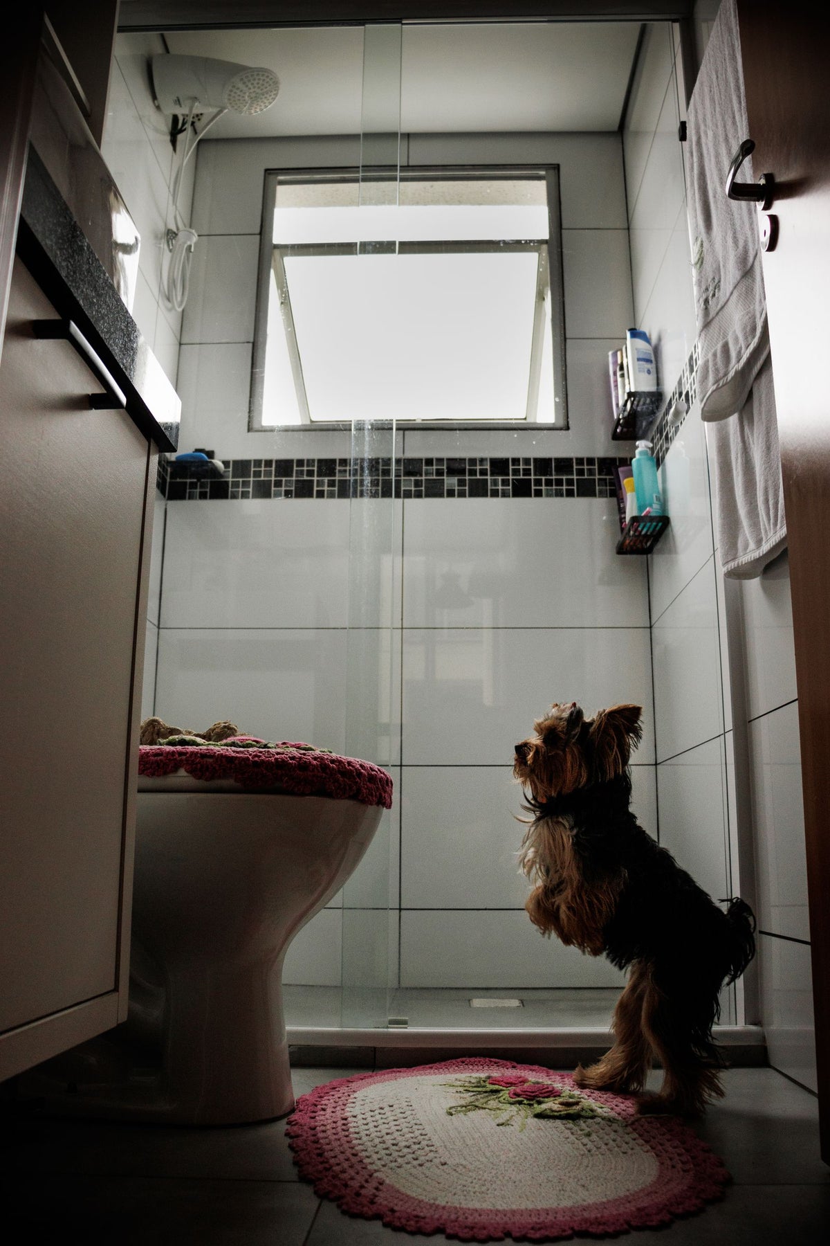 A small dog standing in a bathroom next to the shower