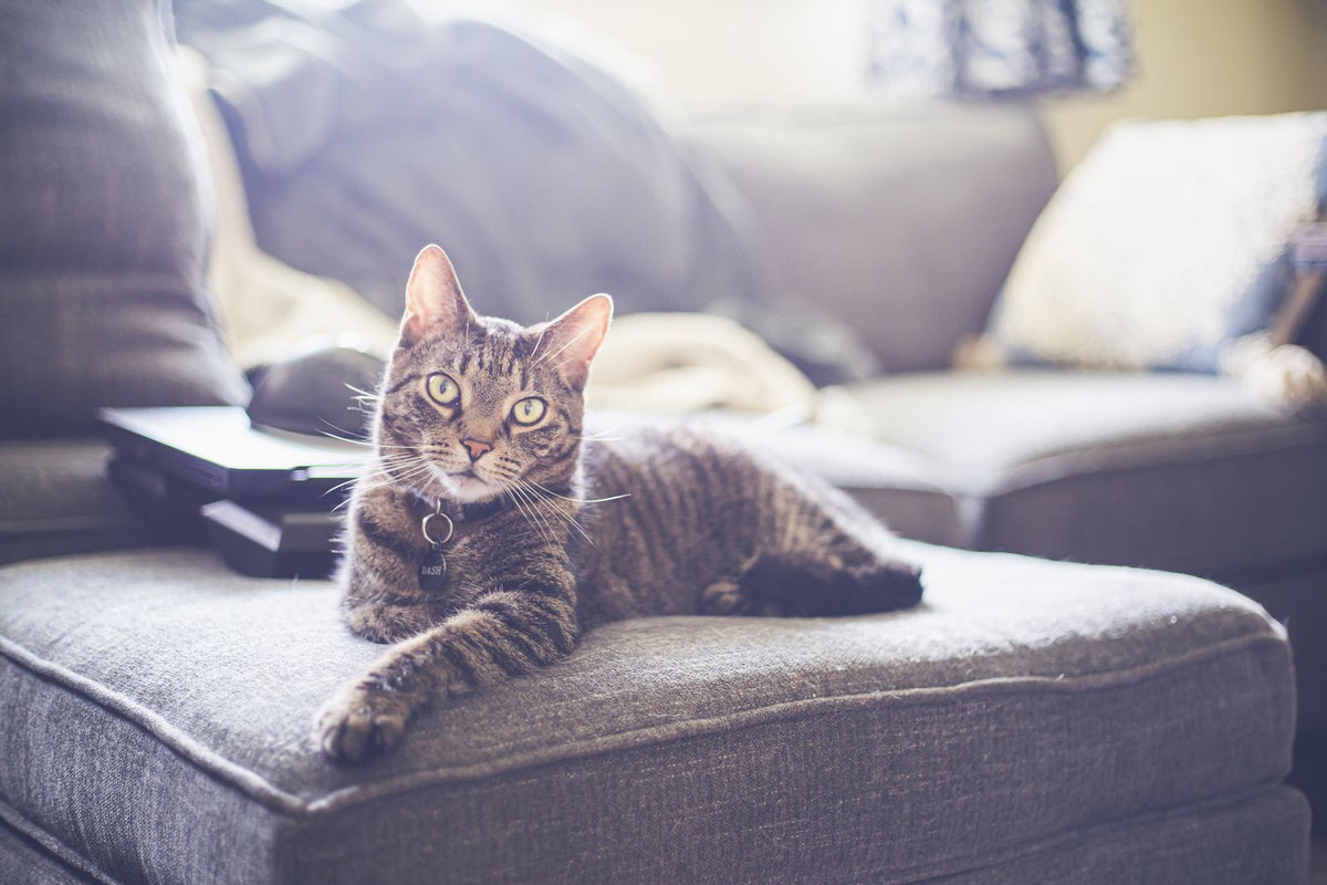 A tabby cat lying comfortably on a grey fabric couch in a living room