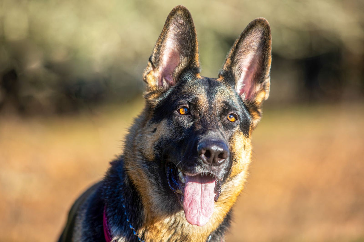 A German Shepherd outdoors in the sunshine with its dark nose in view