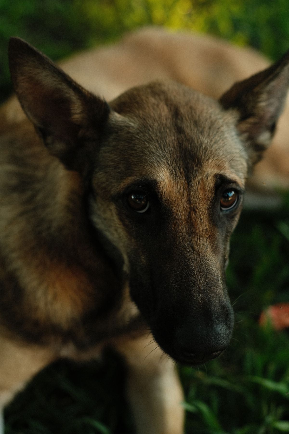 Healthy alert dog lying on grass, illustrating canine preventive care and vaccination