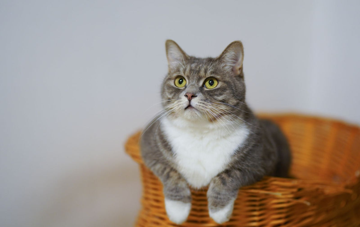 Grey tabby cat resting calmly inside a wicker basket at home