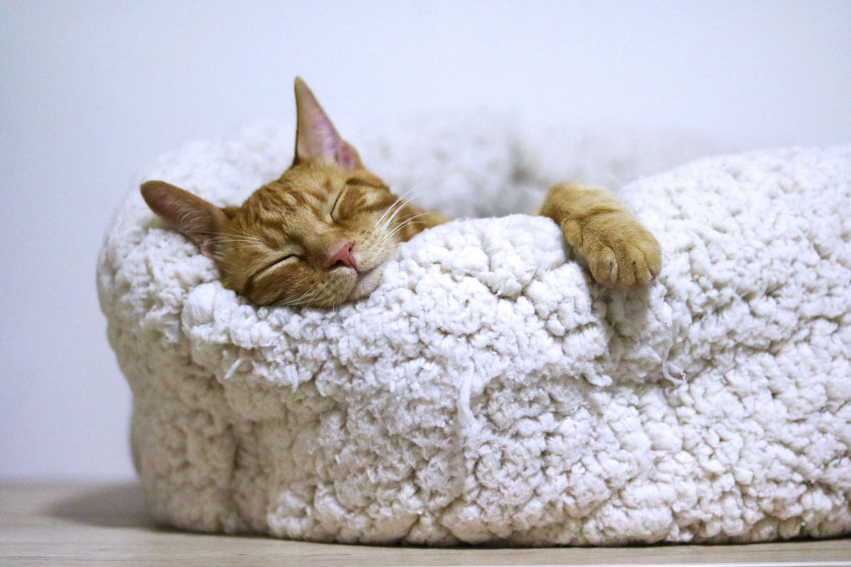 Orange tabby cat sleeping peacefully curled in a white pet bed — the relaxed state calming aids and routines aim to support
