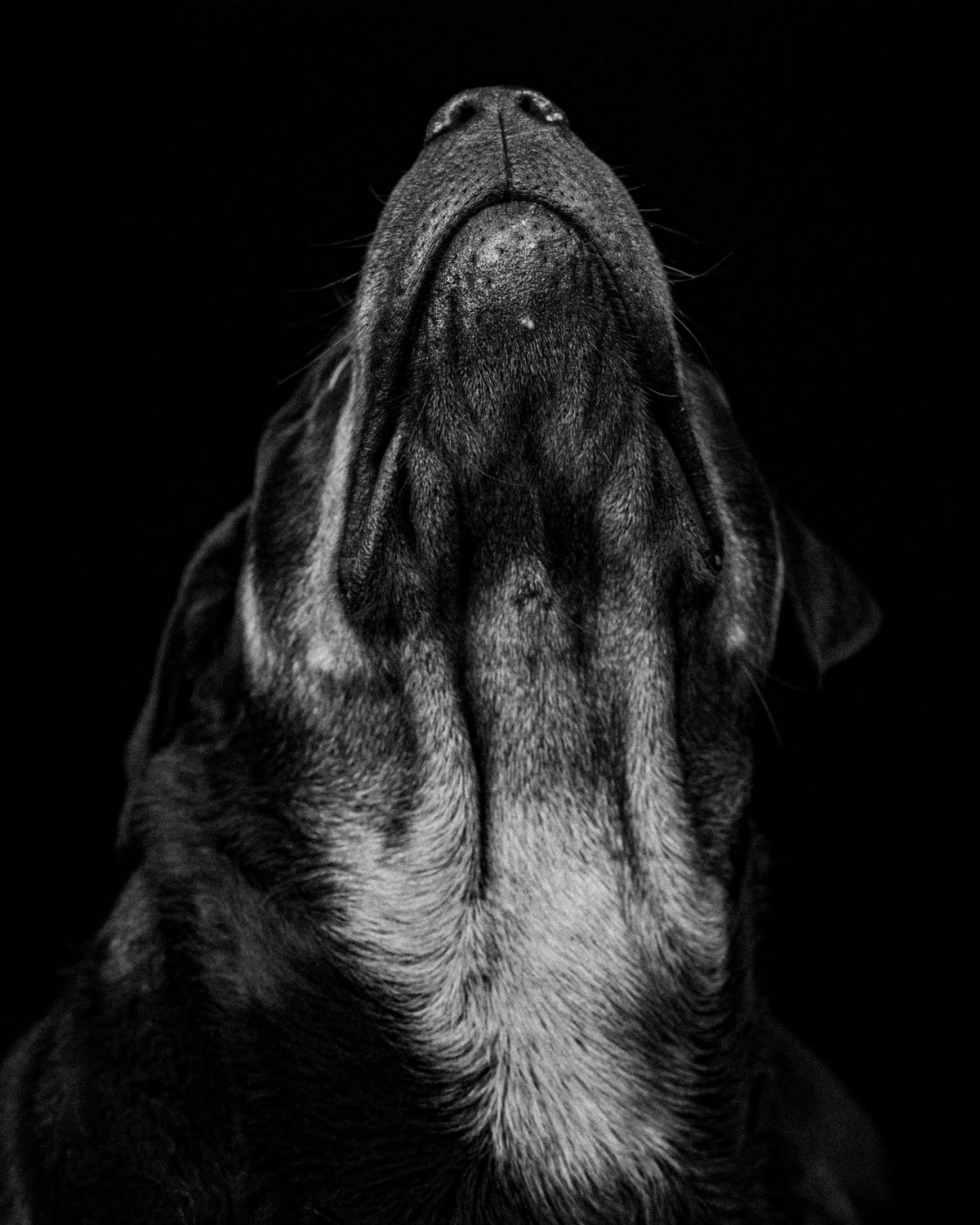 Close-up of a dog's nose and muzzle raised toward the light in black and white