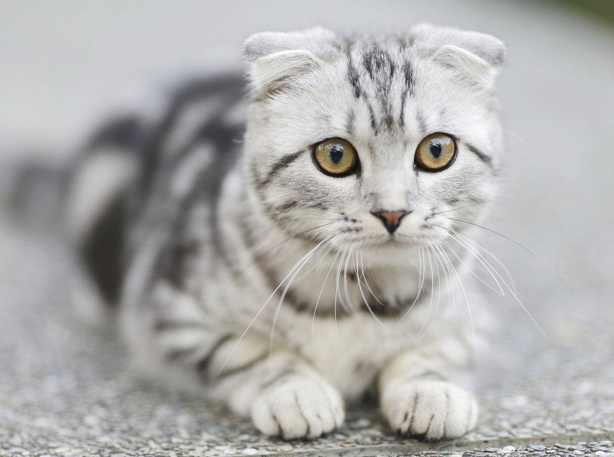 A silver Scottish Fold cat with wide clear eyes lying on a grey surface looking at the camera