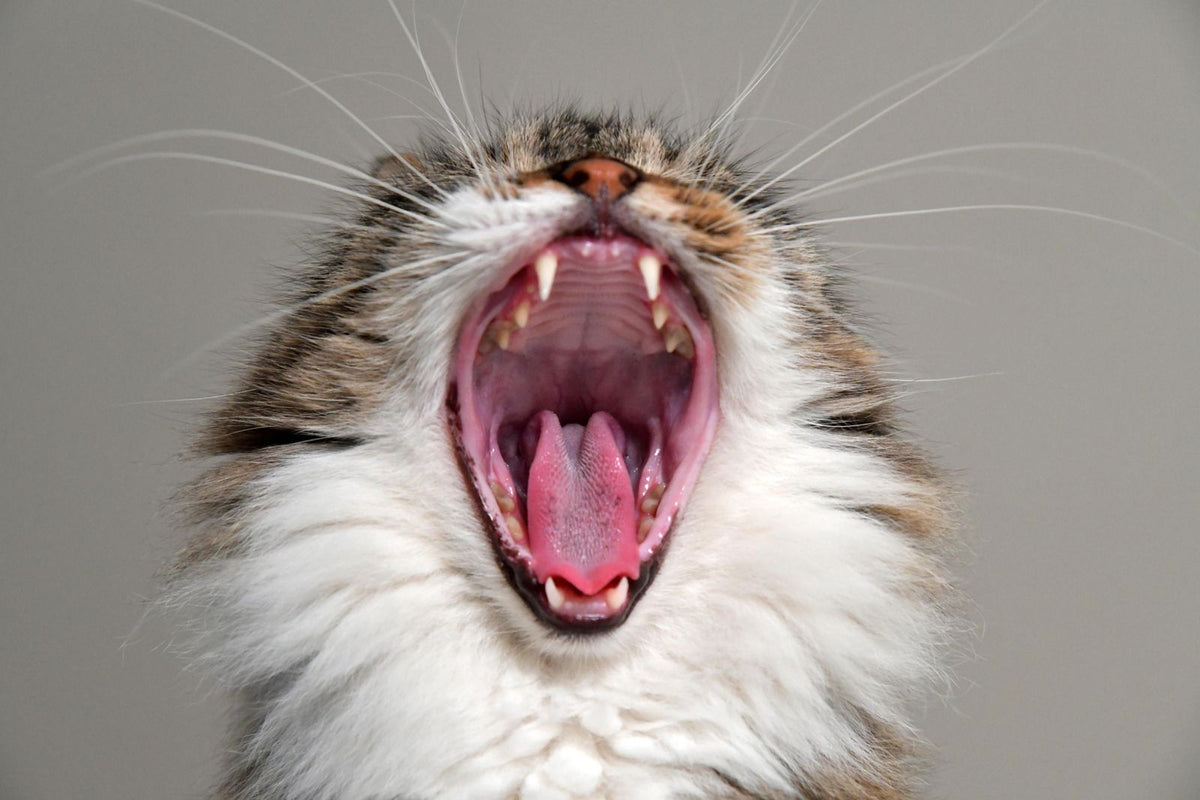 A close-up of a cat's open mouth showing its teeth