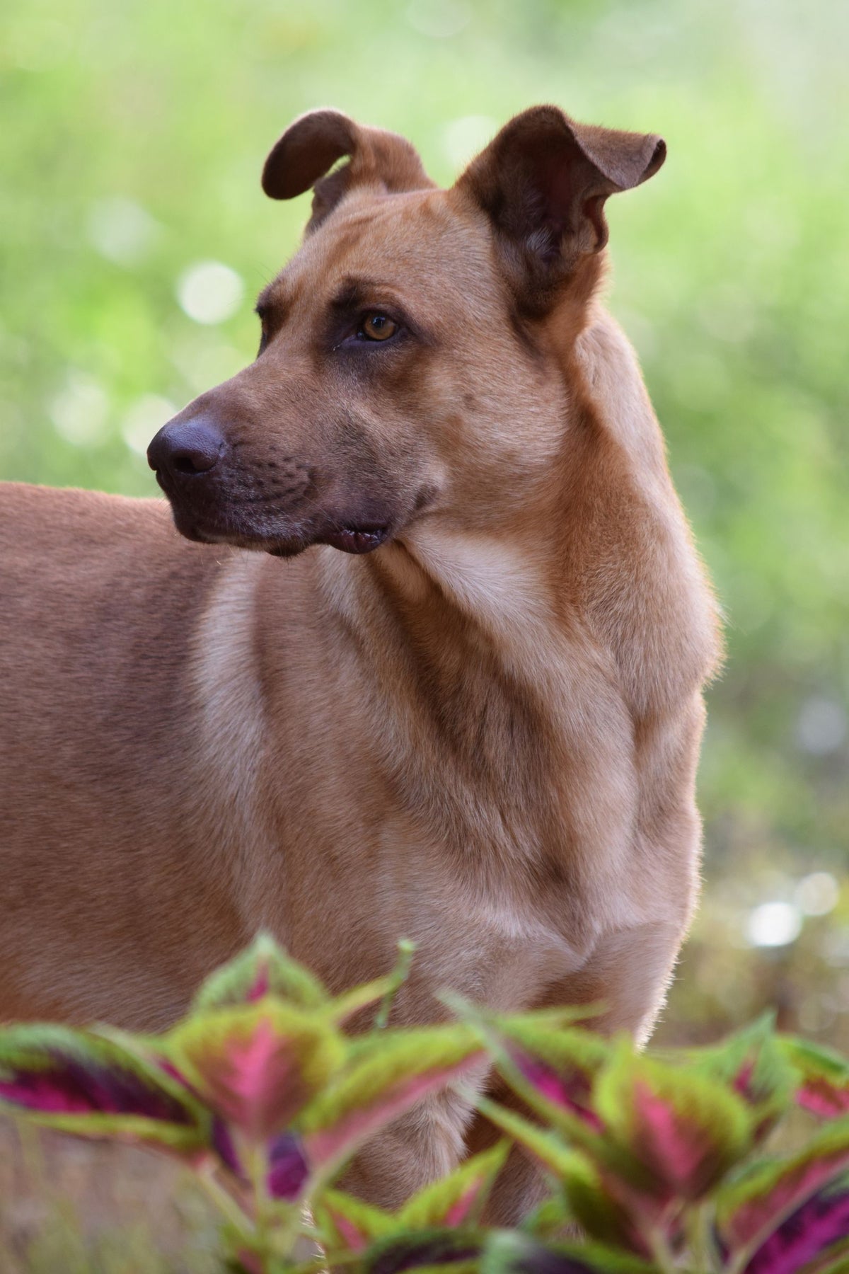 A tan Rhodesian Ridgeback dog standing outdoors among green foliage looking into the distance