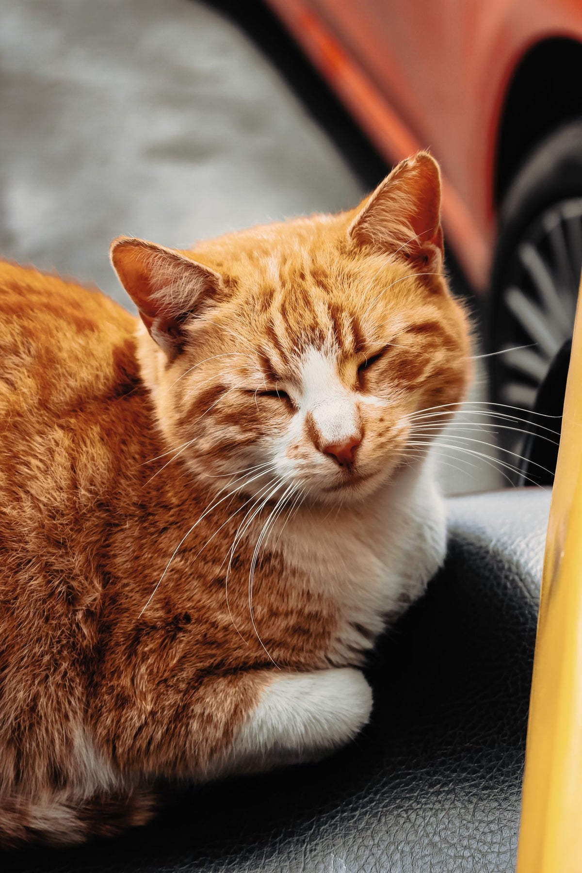 An orange tabby cat resting with its eyes softly closed