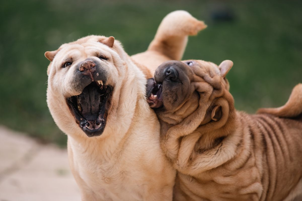 Two playful puppies socializing and playing together outdoors