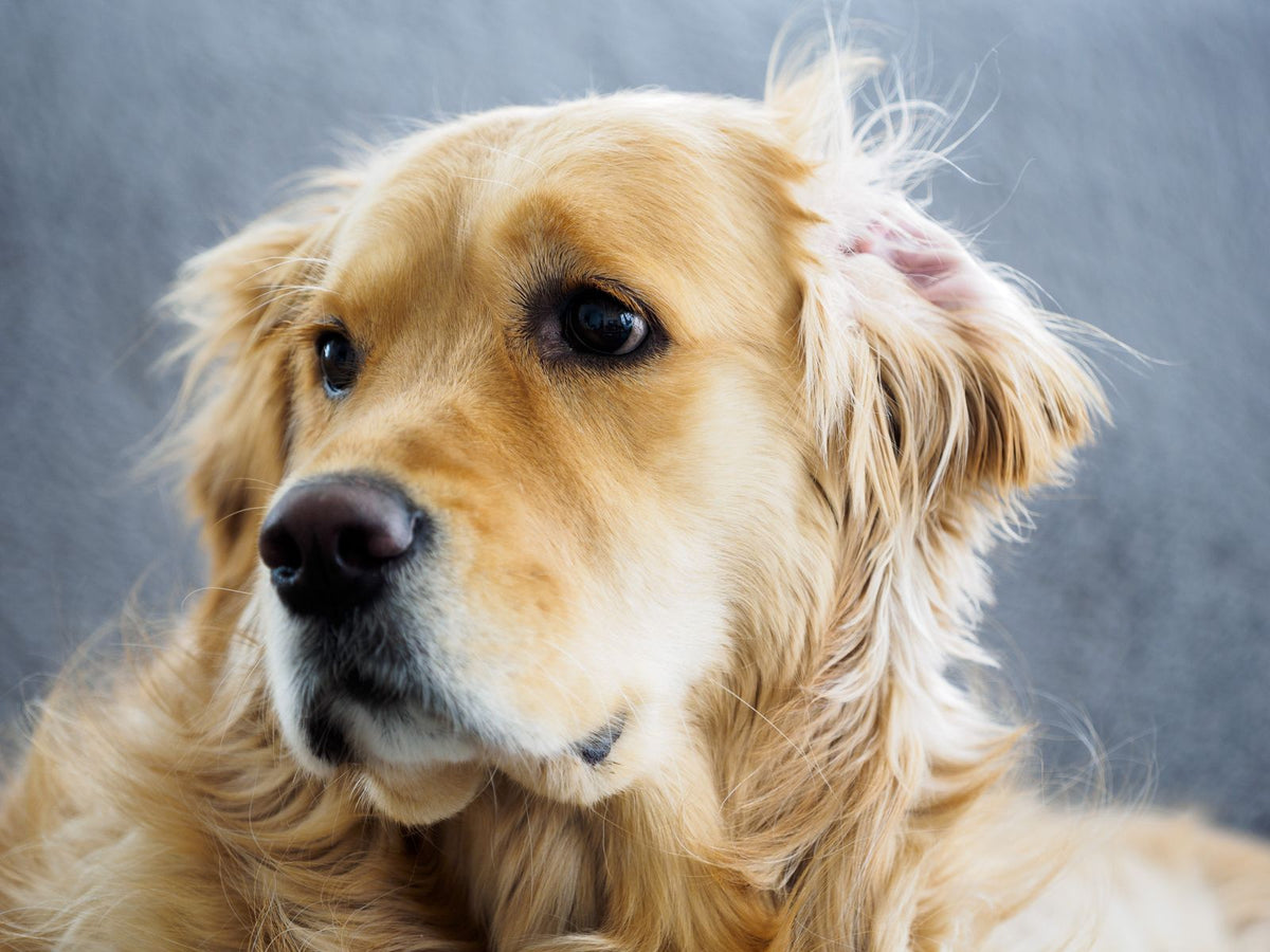 A golden retriever dog waiting attentively before a meal at home