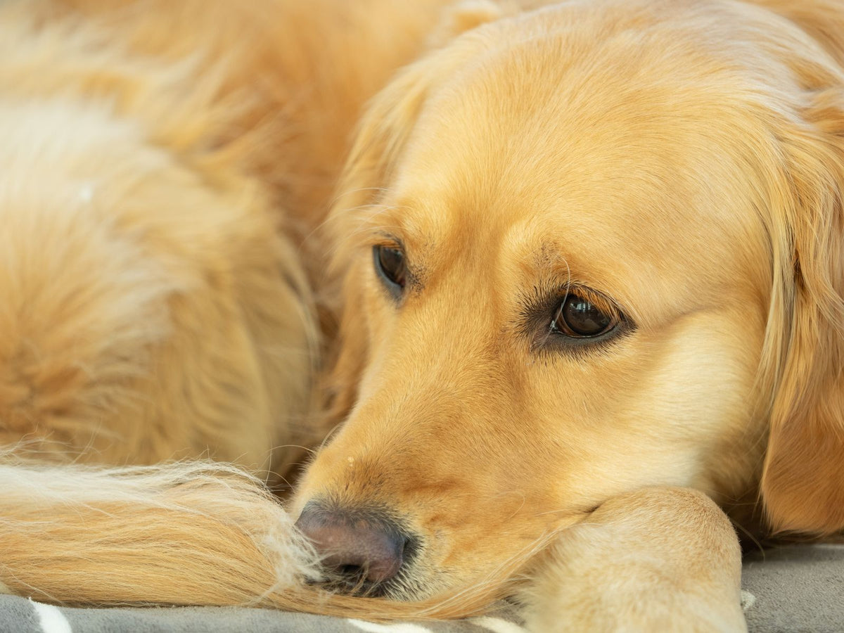 A calm golden retriever resting comfortably on a soft surface at home