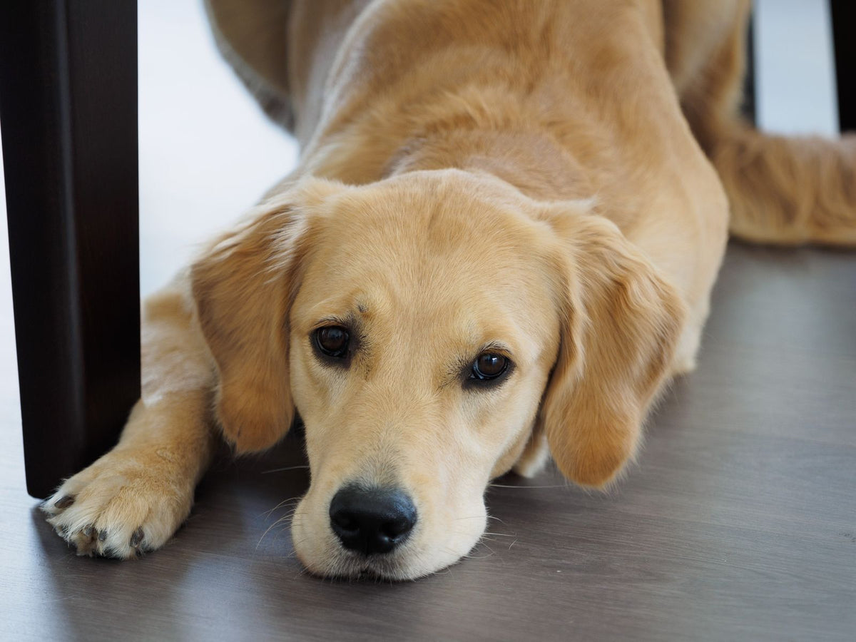 A golden retriever lying on the floor with its front paws stretched out.
