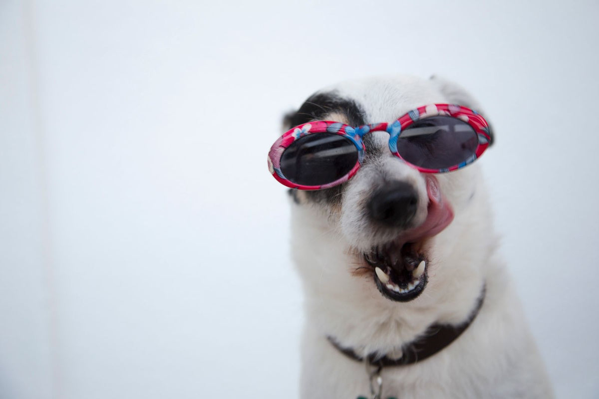 Happy white dog wearing swim goggles and looking up mid-play, ready for bath time