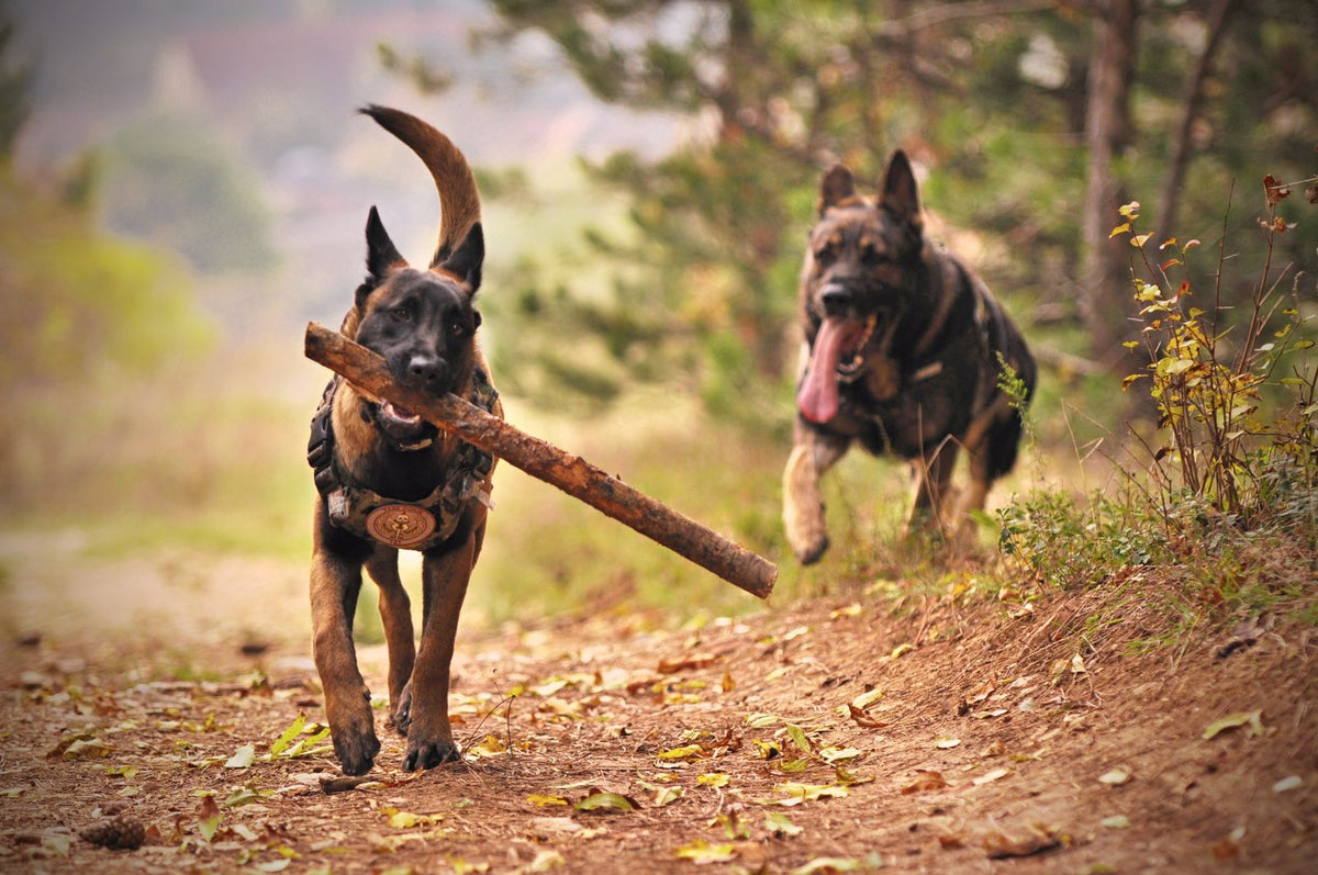 Two dogs playing together outdoors in a garden, representing pet-safe yard and garden practices