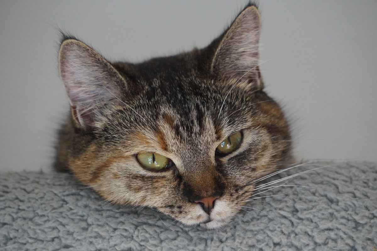 A tabby cat resting its head on a soft gray blanket