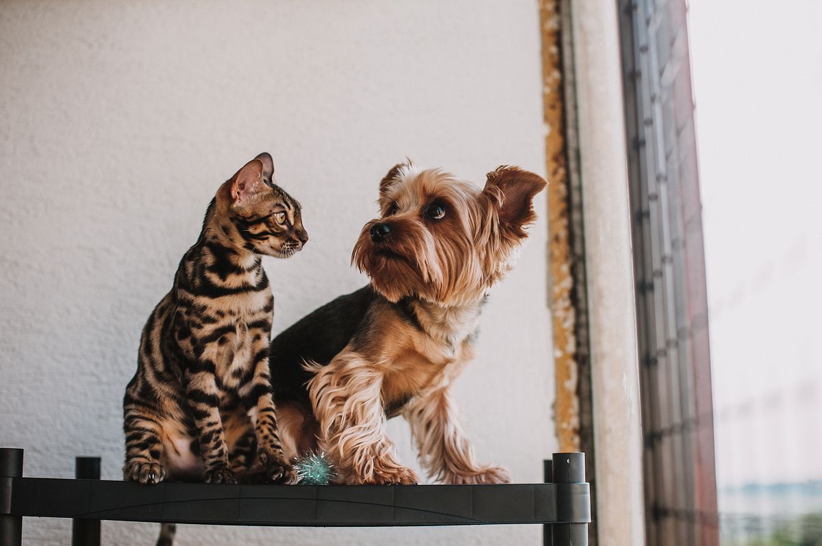 A cat and a small dog sitting together, illustrating dog and cat body language