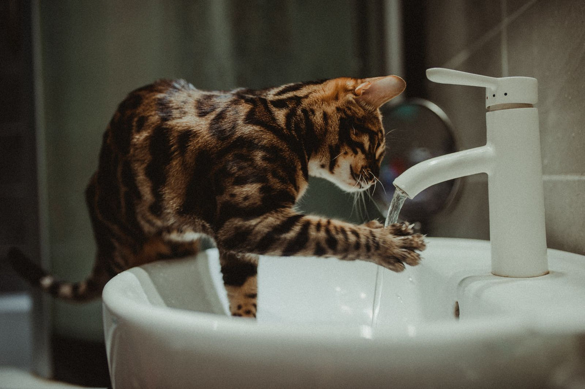 A cat leaning over a bathroom sink to drink from the faucet