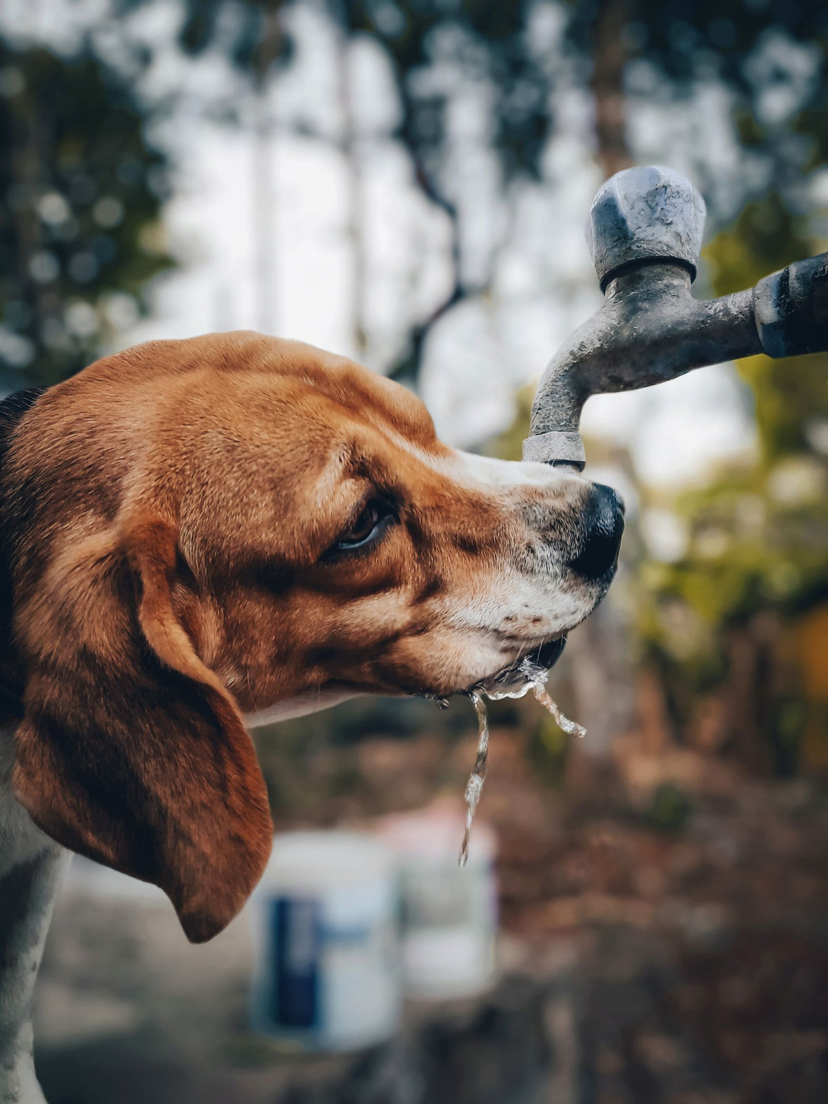 Beagle drinking water from an outdoor tap with droplets falling from its mouth