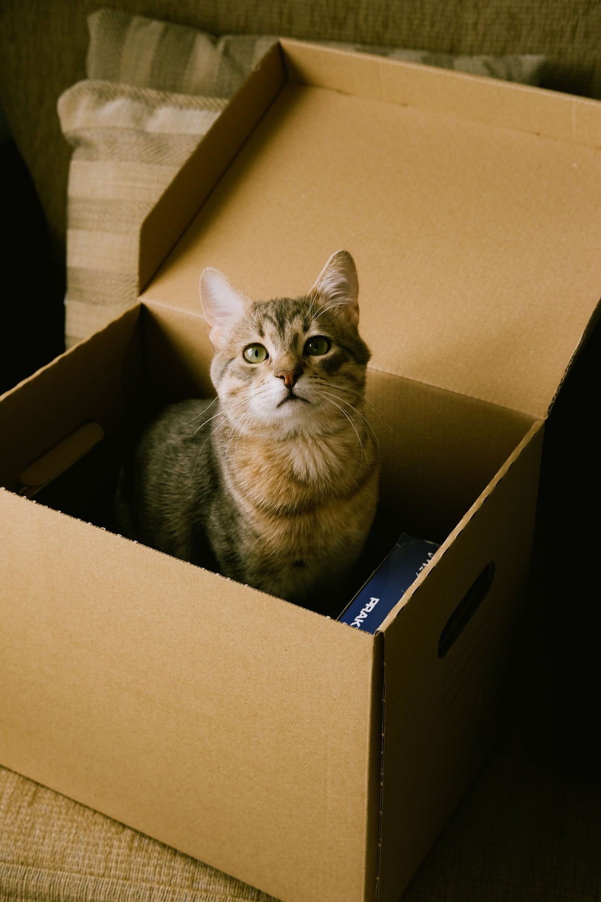 A tabby cat sitting inside a cardboard box