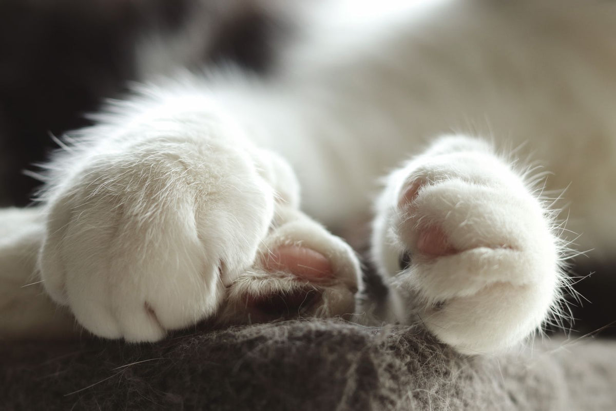Close-up of a white cat's front paws and pink paw pads