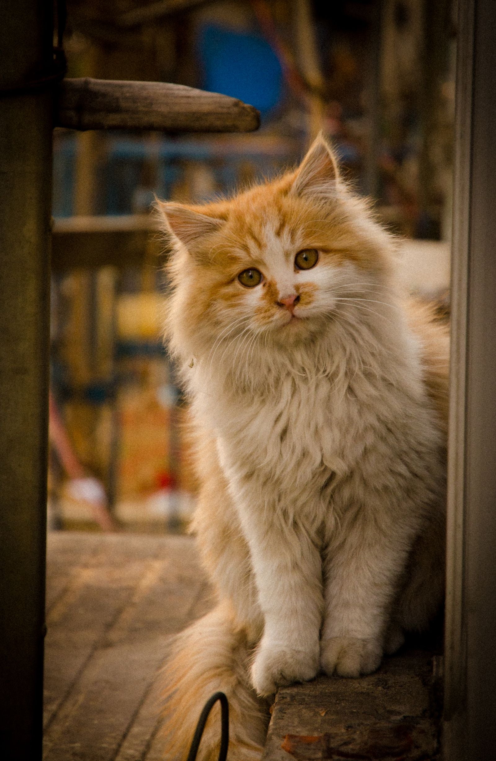 Long-haired ginger cat sitting indoors