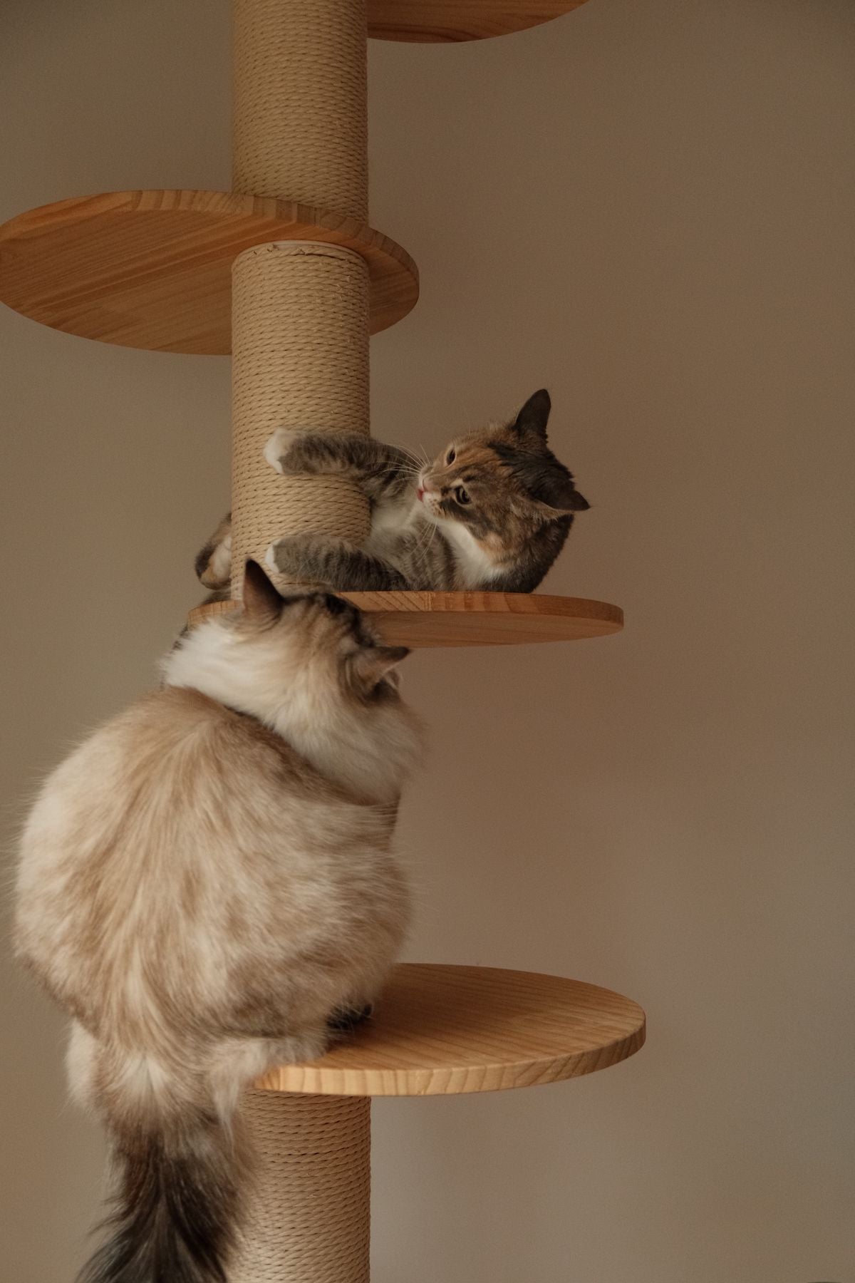 Two cats resting on a sisal scratching post and cat tree at home