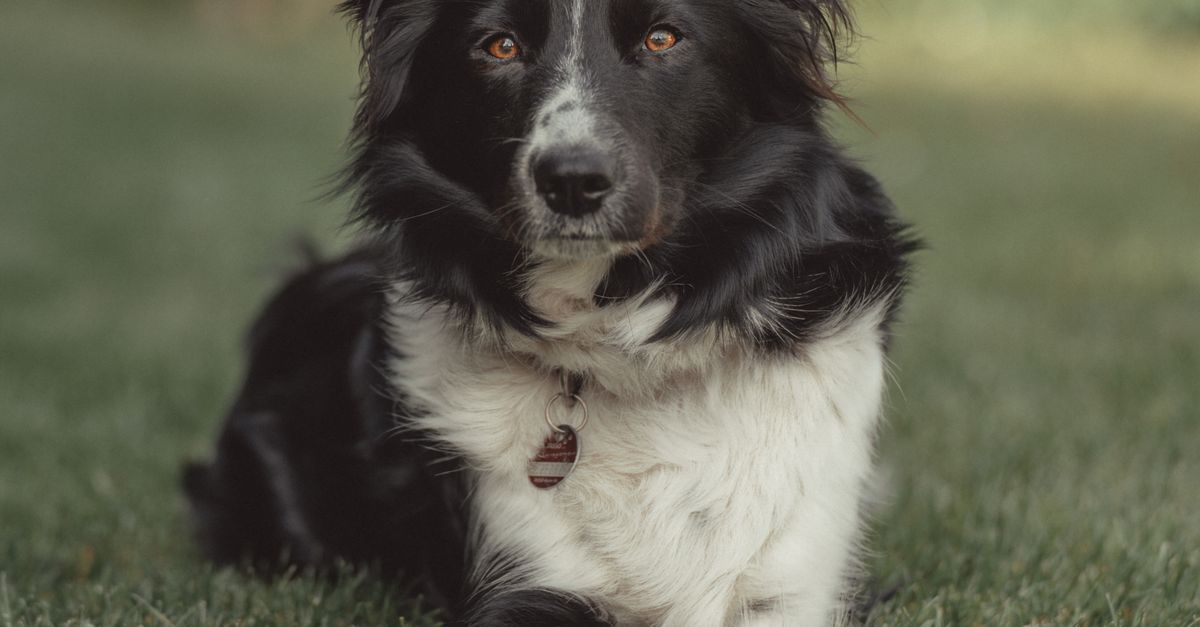 Dog with a full, healthy coat resting on grass, illustrating recovery and coat health in canine hypothyroidism