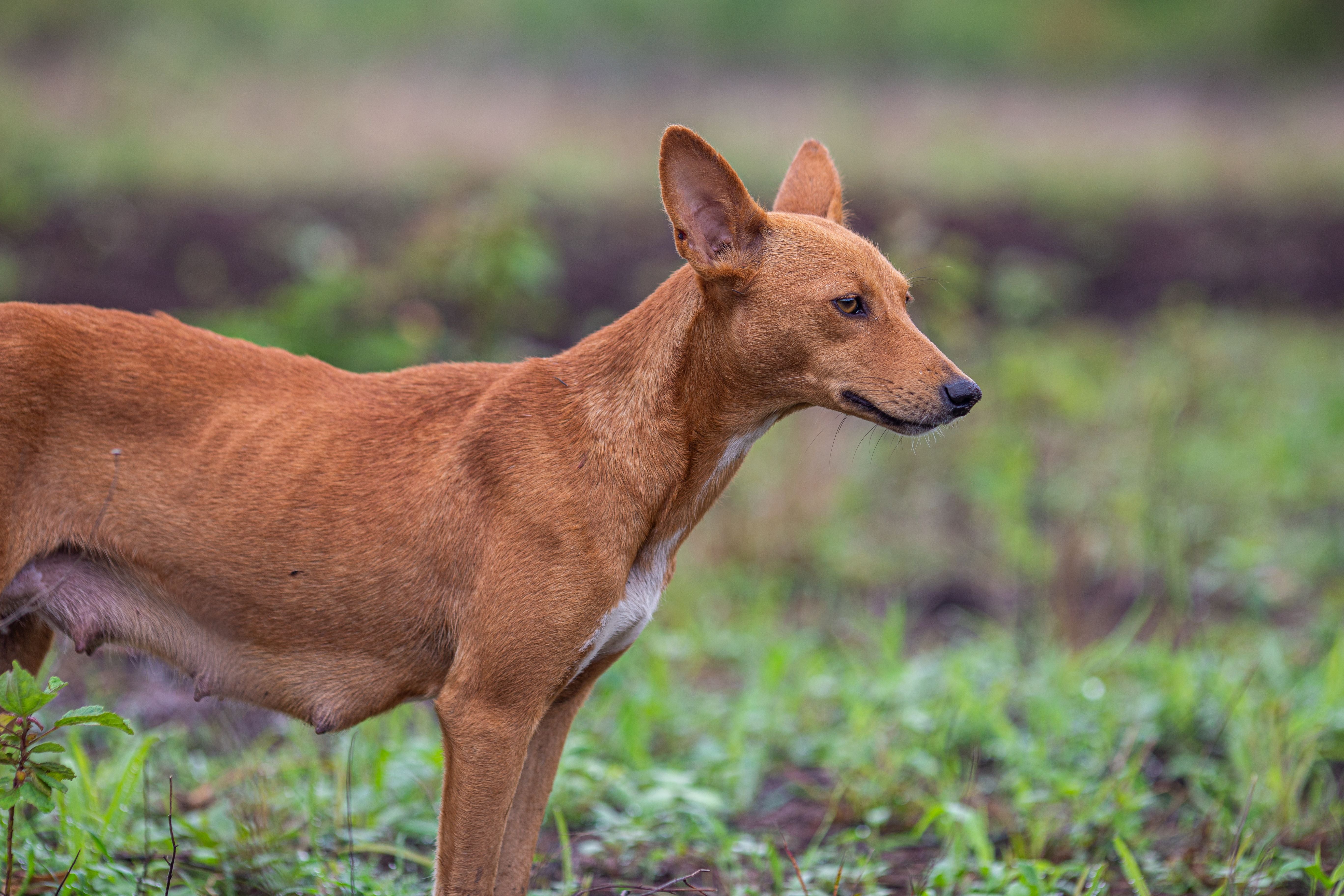 A pregnant dog resting calmly, illustrating canine pregnancy care