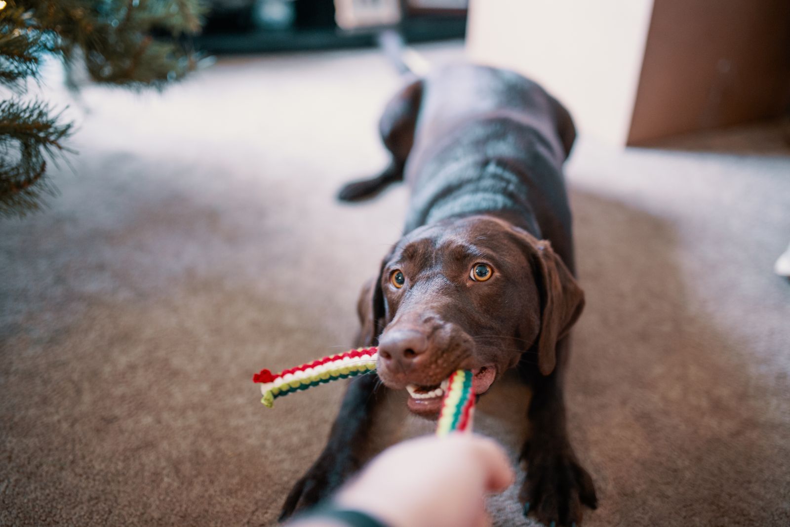 Brown pointer dog lying on a carpet chewing a striped rope toy held by its owner