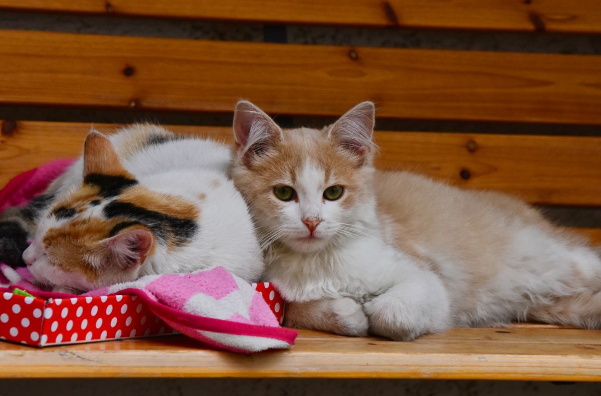 Two cats resting together at home, illustrating peaceful multi-cat companionship