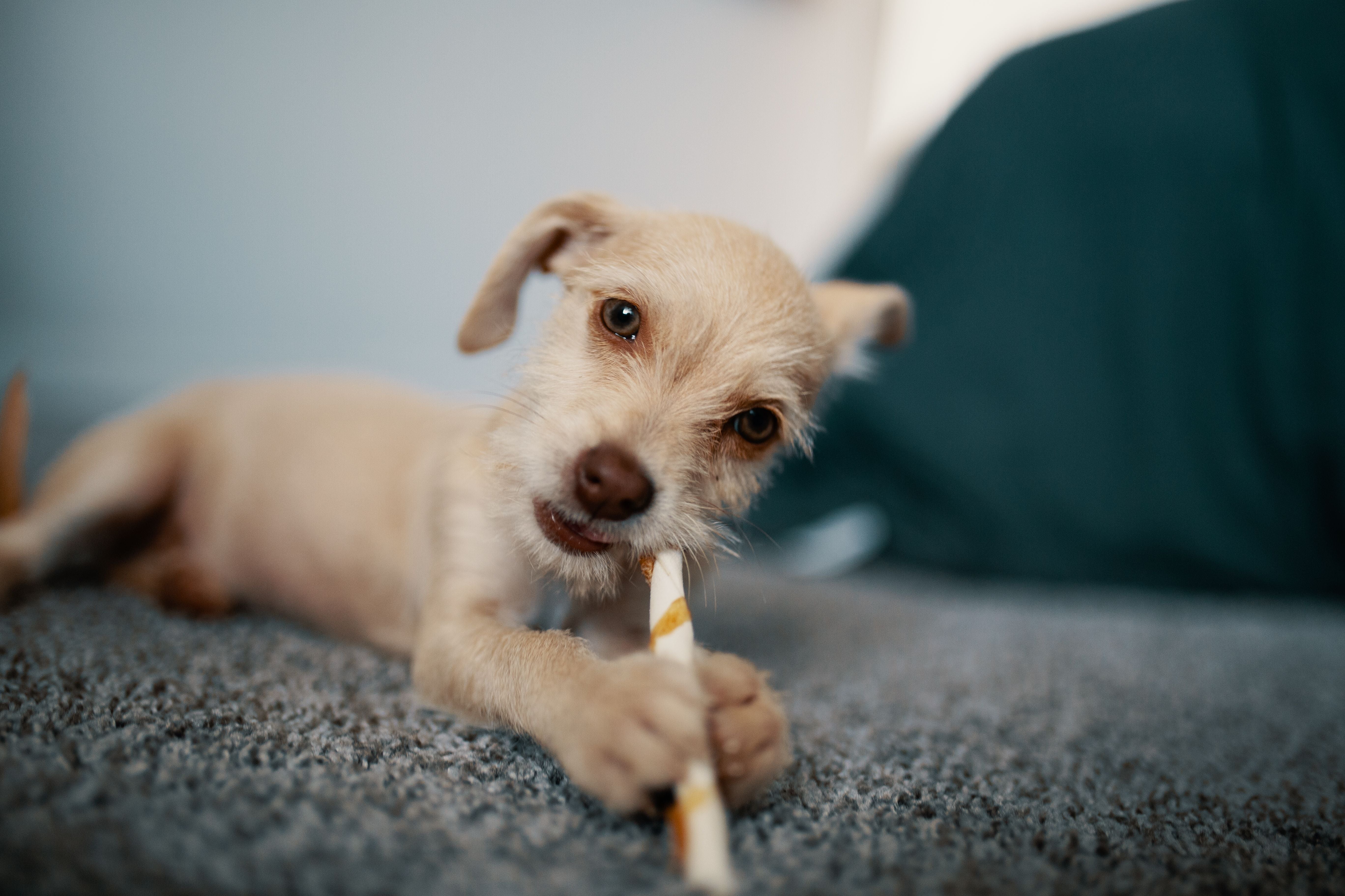 Small tan puppy lying on a soft grey blanket chewing on a stick