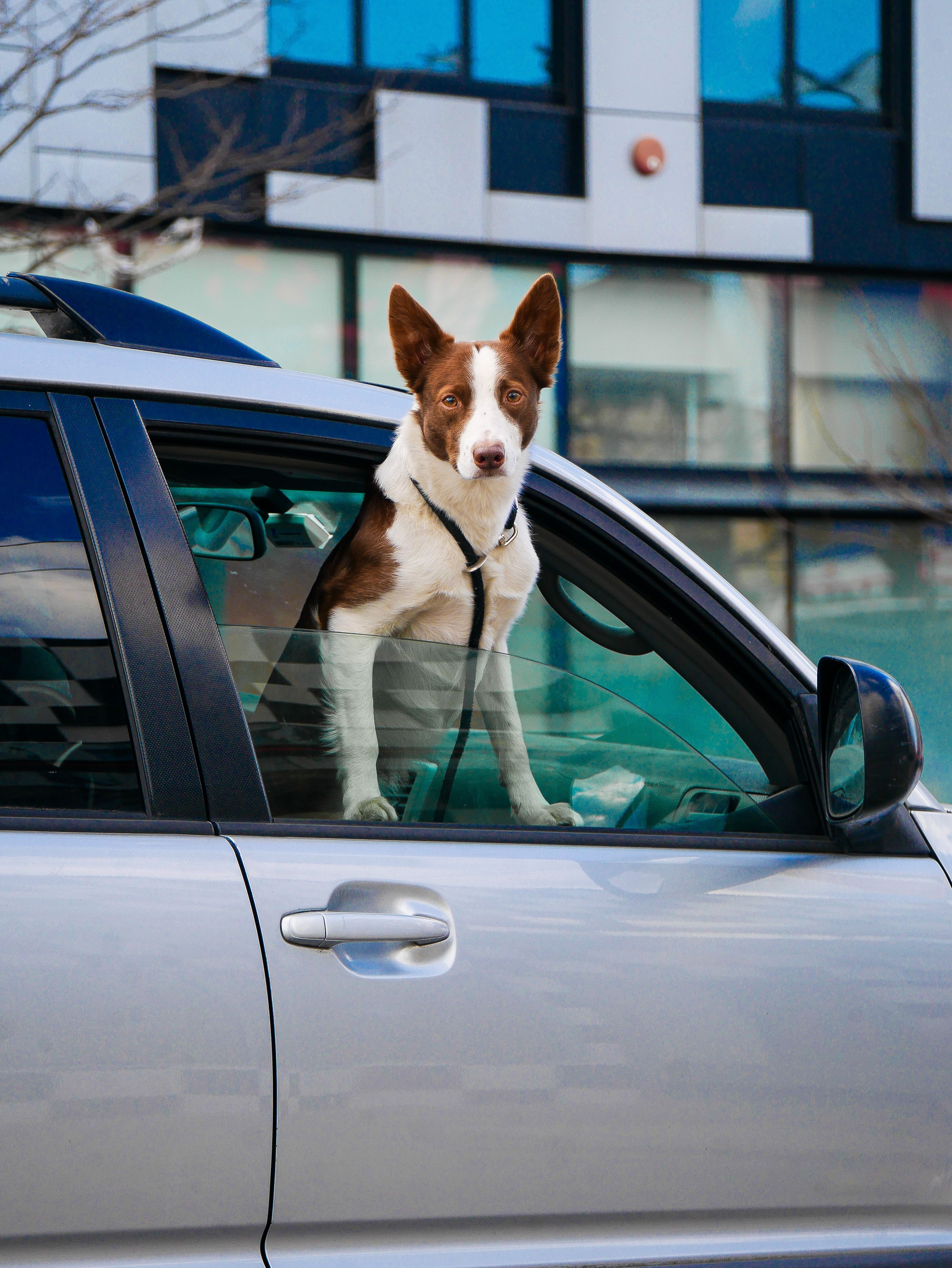 A dog looking out of a car window during travel