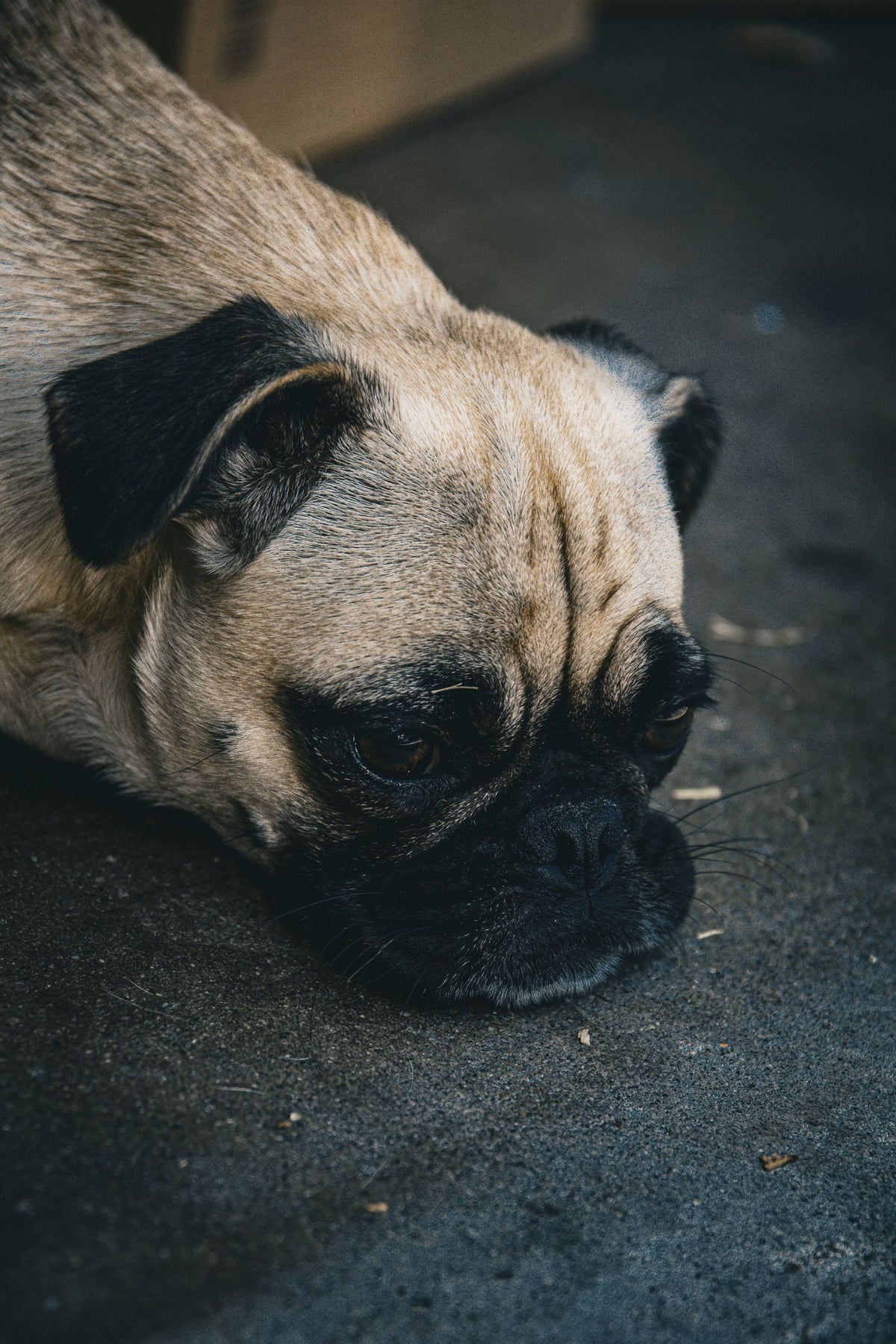 Tired pug lying quietly on a dark floor, resting with a low energy expression