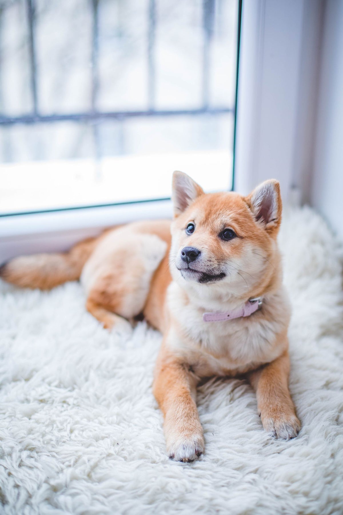Shiba Inu dog lying on its side on a rug — resting position similar to how owners often find a pet after a collapse episode