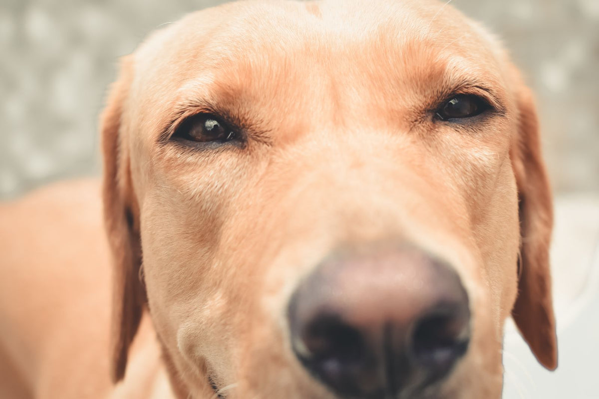 Close-up of a golden dog's face with a brown and pinkish nose in soft light