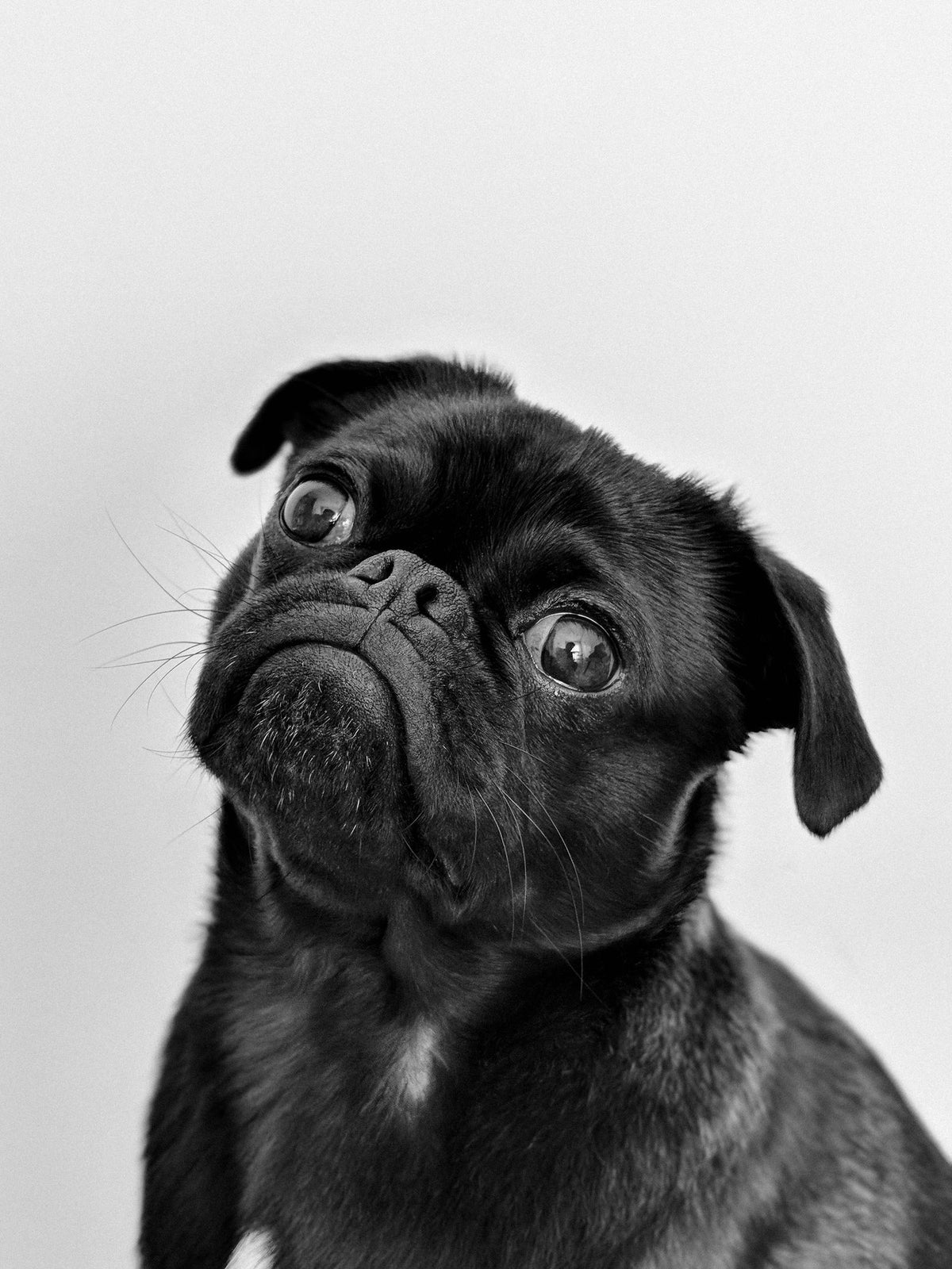 A black pug looking up with a tilted head.