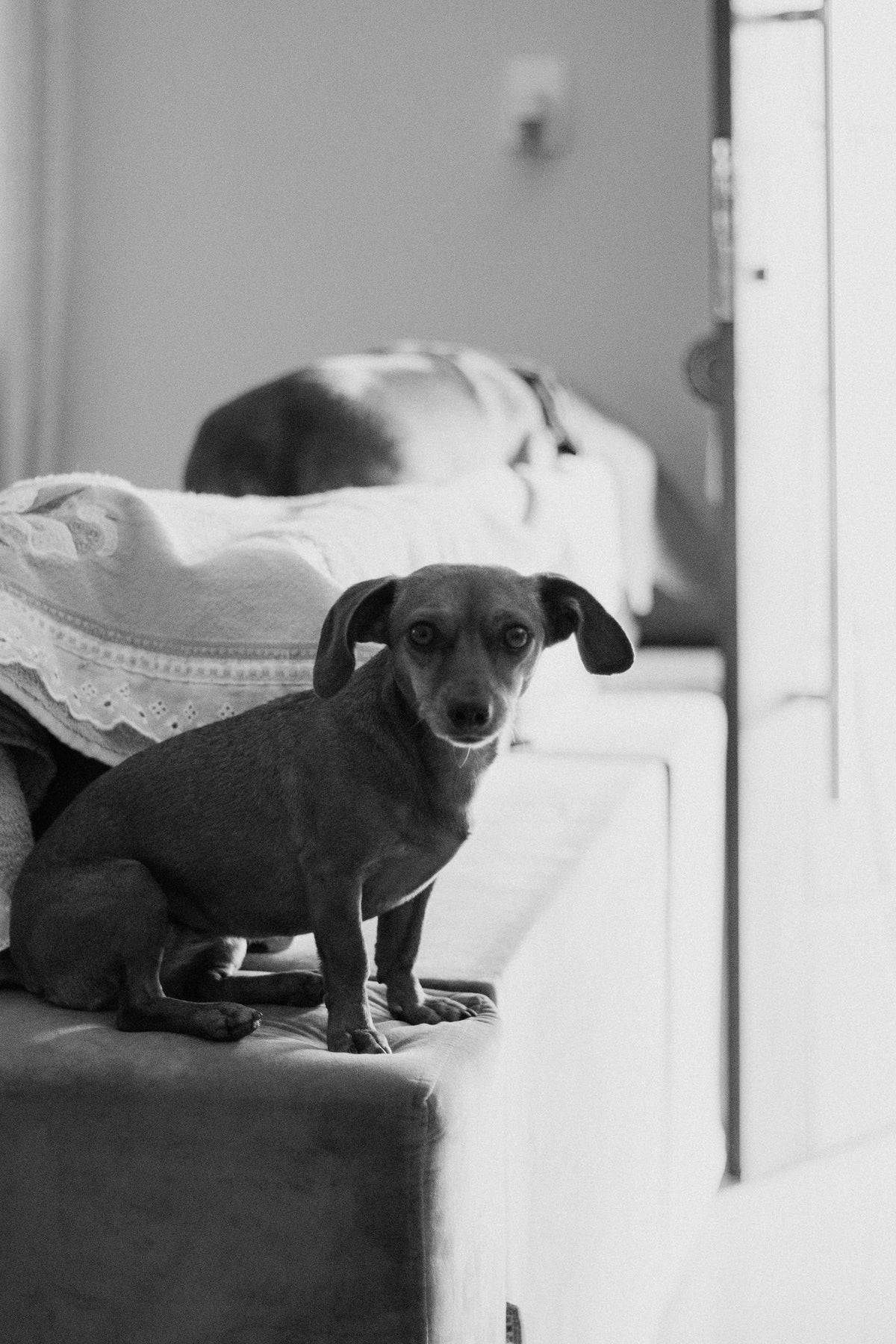 A timid dog standing indoors looking anxious
